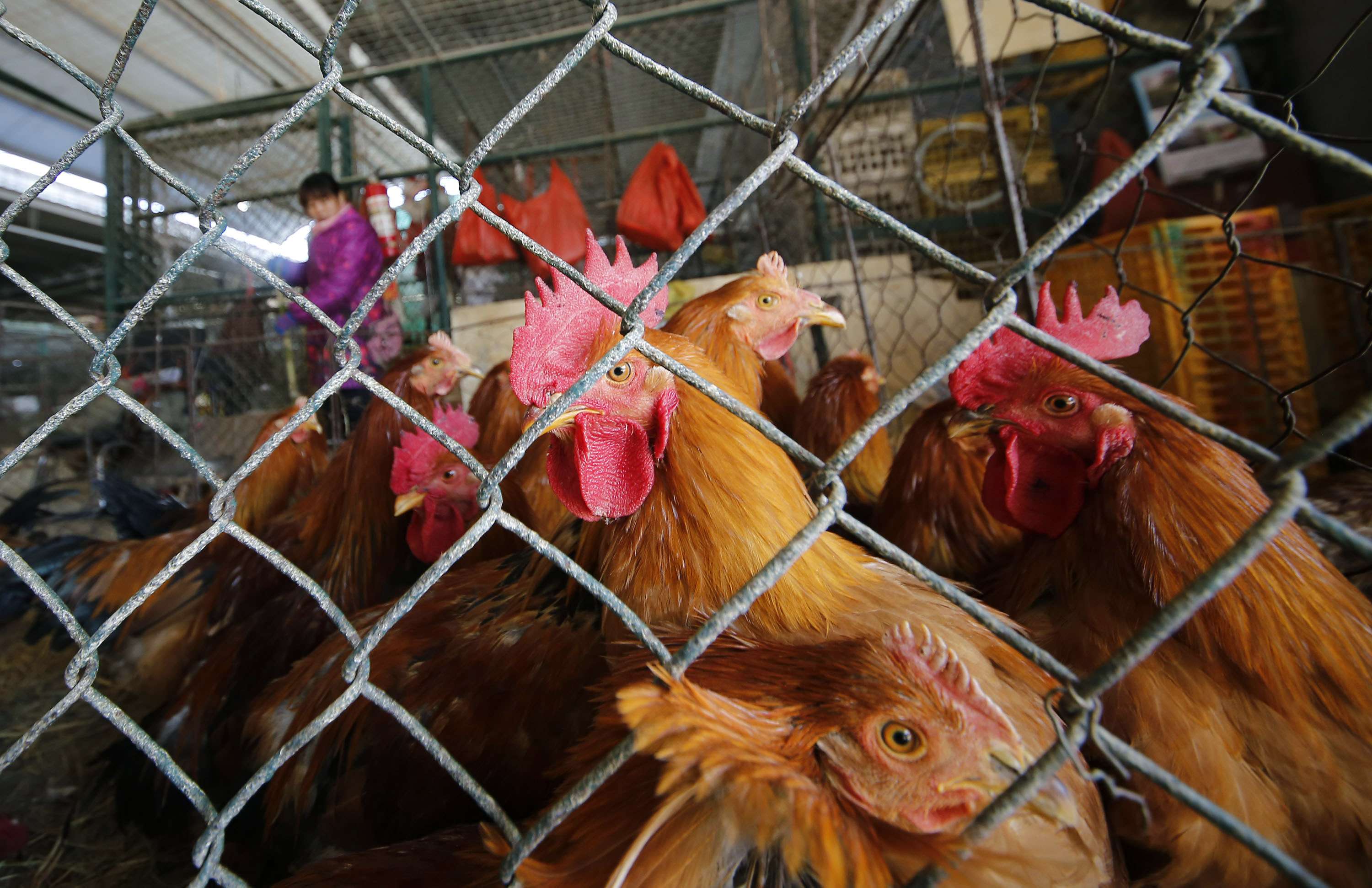 The live poultry trade has been temporarily halted in the cities of Guangzhou in the south, Changsha in central China, and the entire eastern province of Zhejiang, among other areas. Photo: AP
