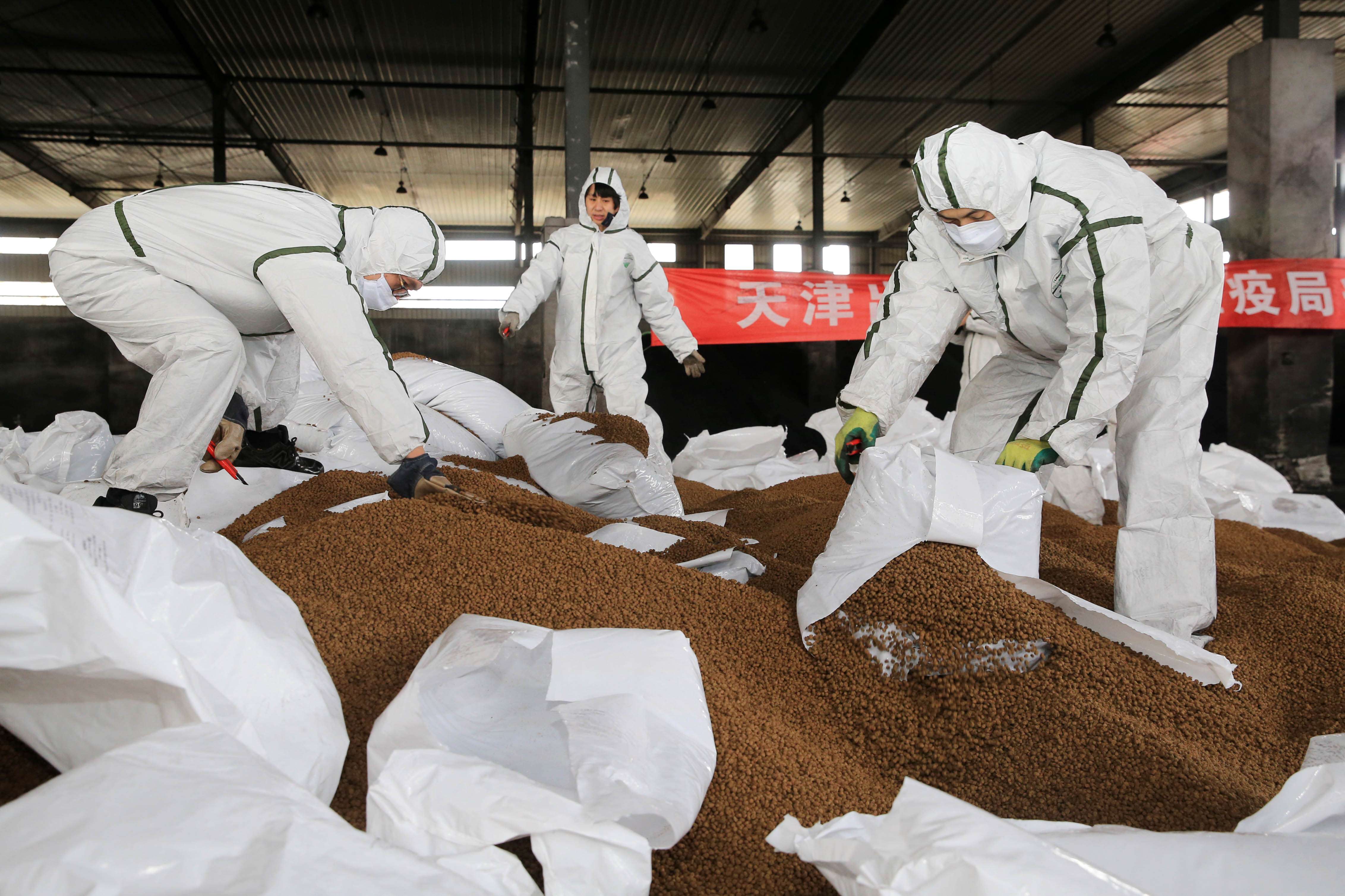 Medical workers from Tianjin Inspection and Quarantine Bureau destroy the chicken feed collected from the three places in the city where H7N9 bird flu cases have been found in Tianjin on Feb. 20, 2017. Photo: China Foto Press