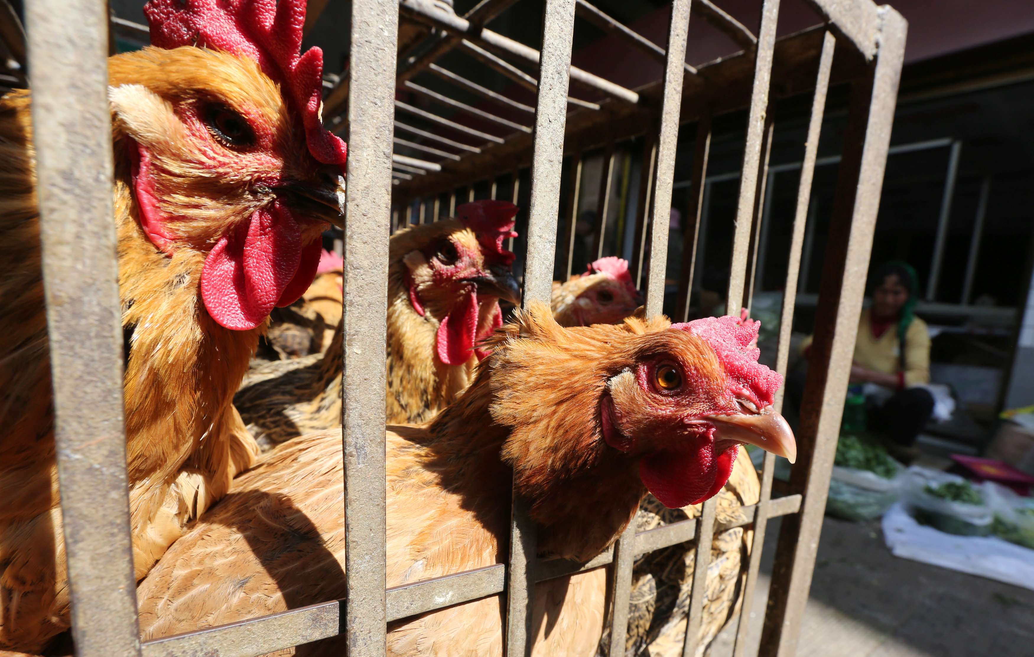 Chickens are sold in a livestock market ahead of a government-ordered halt in trading on March 1 in Kunming, Yunnan province. Photo: Reuters