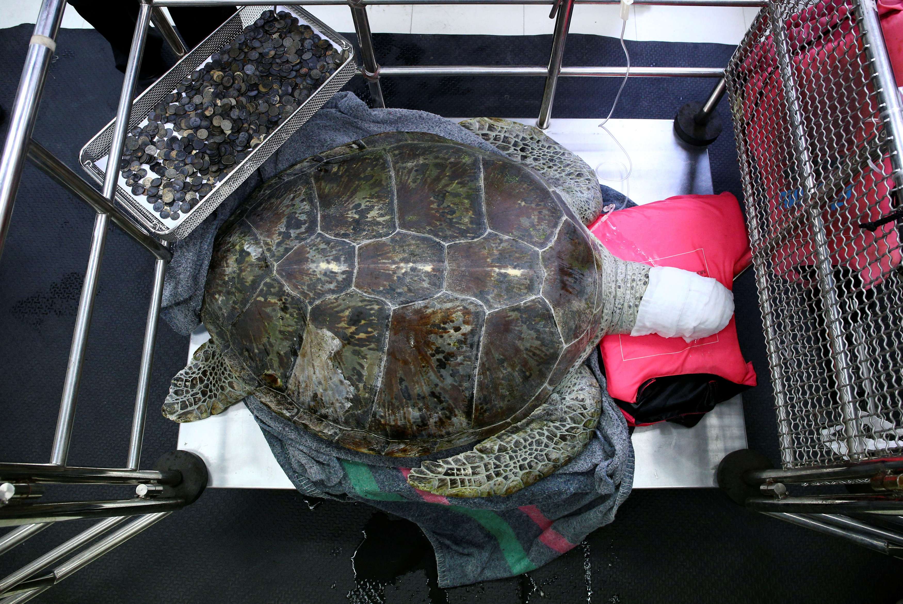 This revered turtle was offered coins as a blessing. She ate 5kg of them and nearly died | South China Morning Post