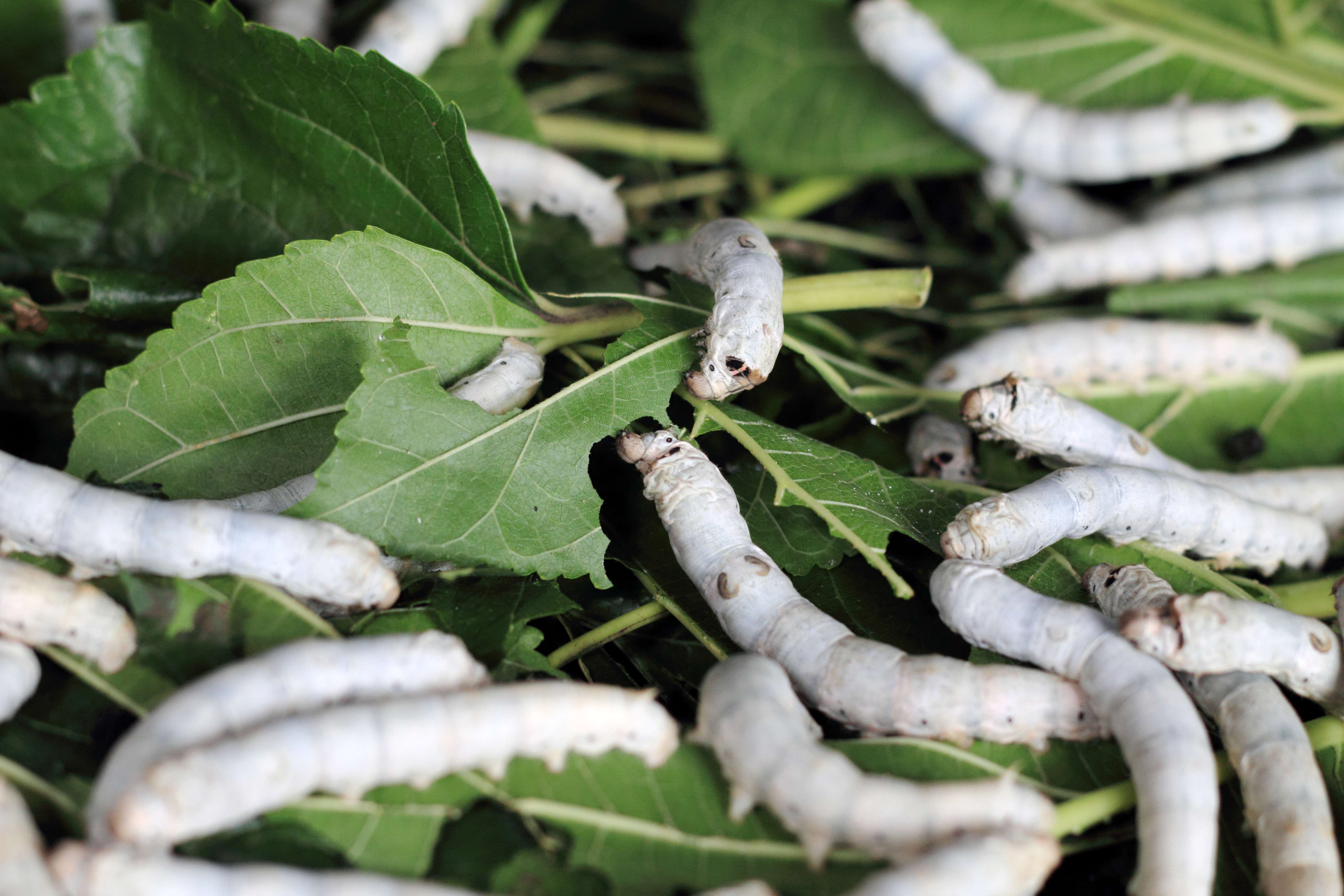 Chinese scientists repurpose silkworms as virus shredders