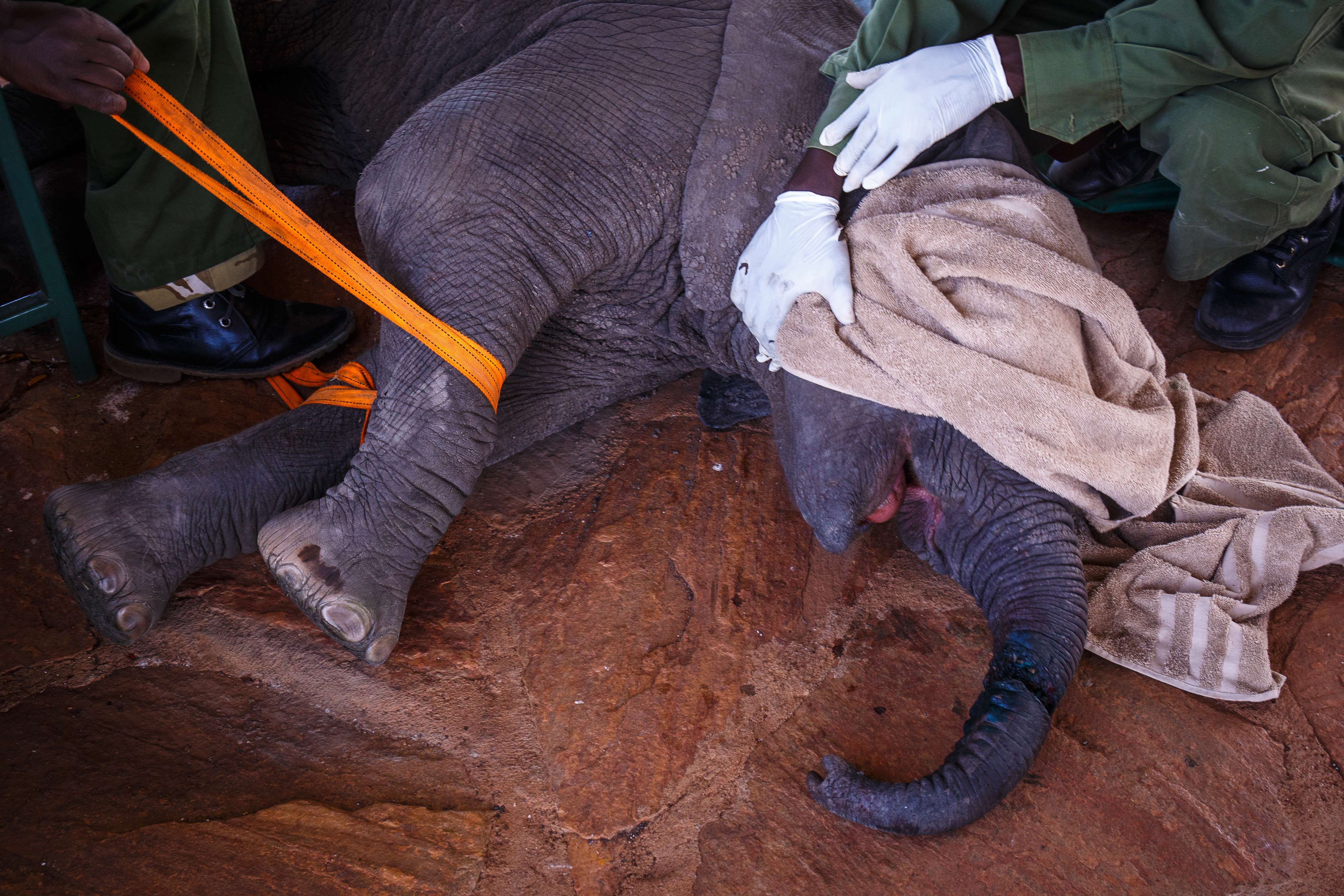 The calf awaits a chartered flight to David Sheldrick Wildlife Trust’s elephant orphanage in Nairobi to treat its injured trunk, after it was caught in a bushmeat snare in Kenya’s Mara Conservancy. Photo: Tessa Chan