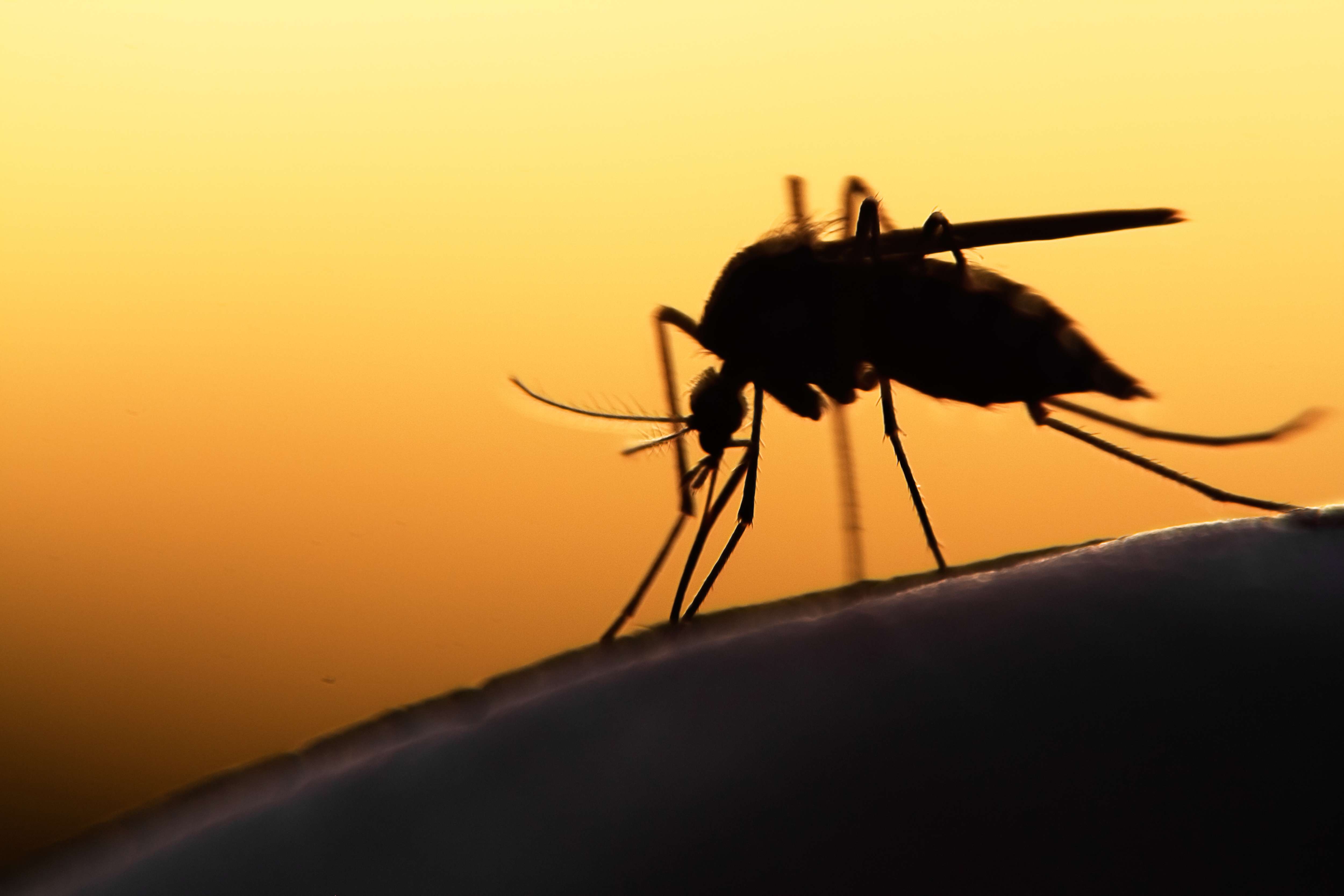 Malaria continues to kill more than 400,000 people every year. In 2015, almost 70 per cent of all malaria deaths were among children under five. Photo: Shutterstock