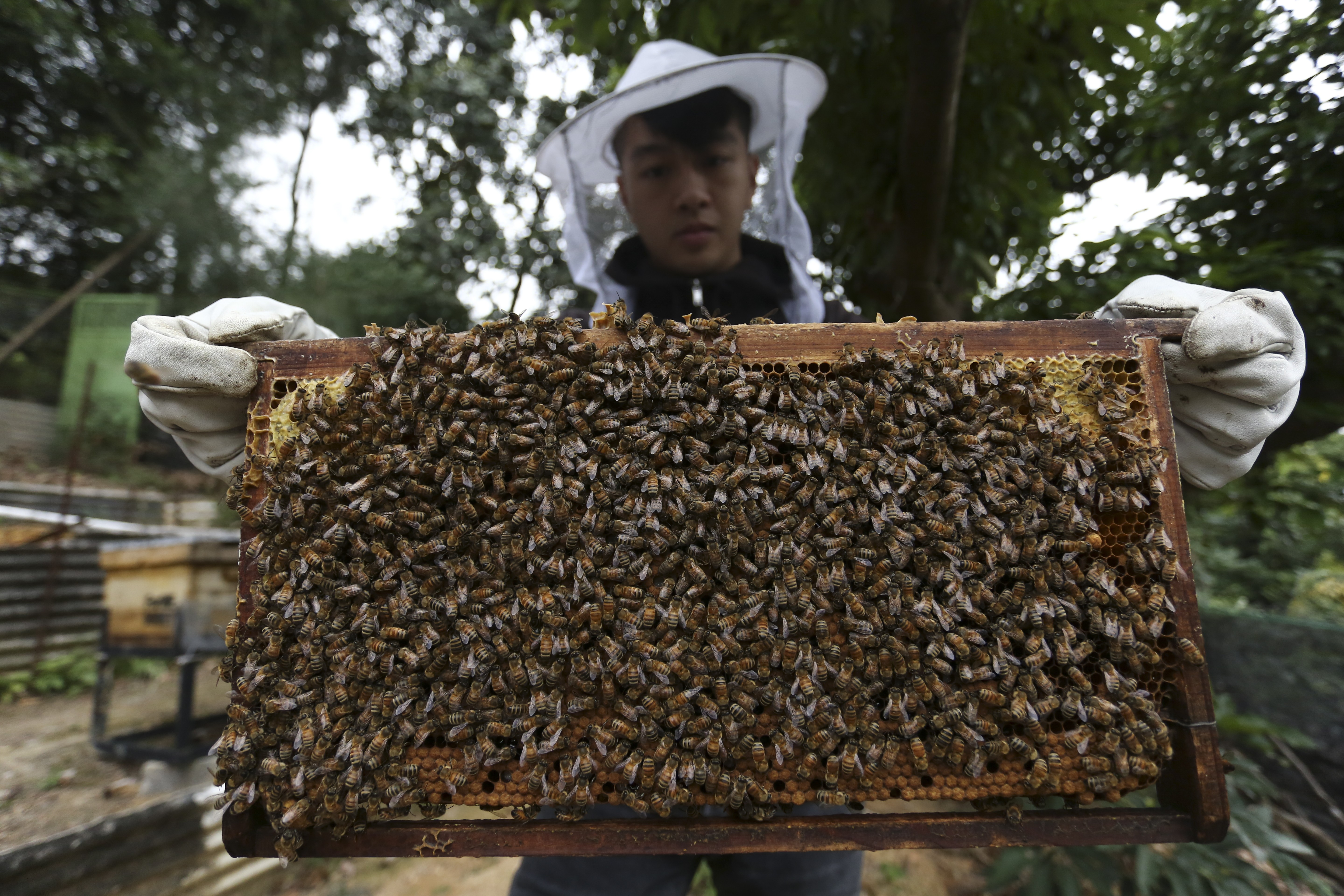 Maurise Tse at his family’s ForMe Honey apiary in Tuen Mun. Pictures: Jonathan Wong