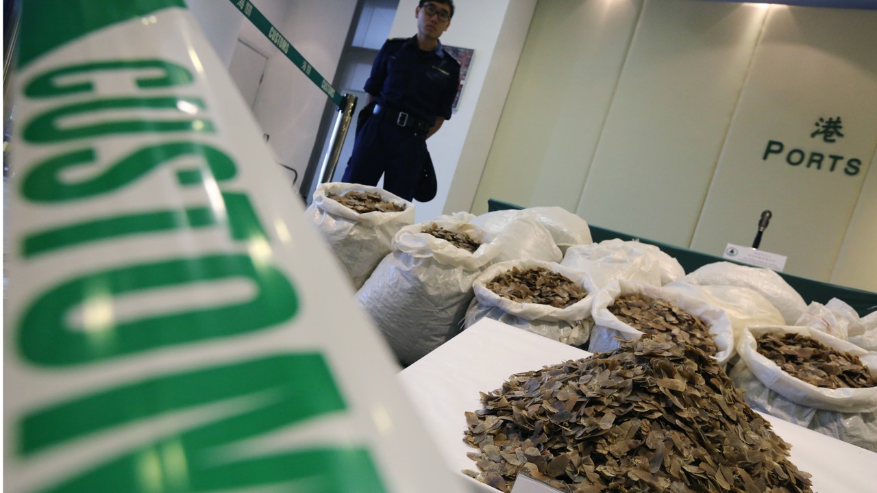 Hong Kong Customs seized about 2,340 kilograms of pangolin scales worth $12million. in 2014. Photo: Felix Wong