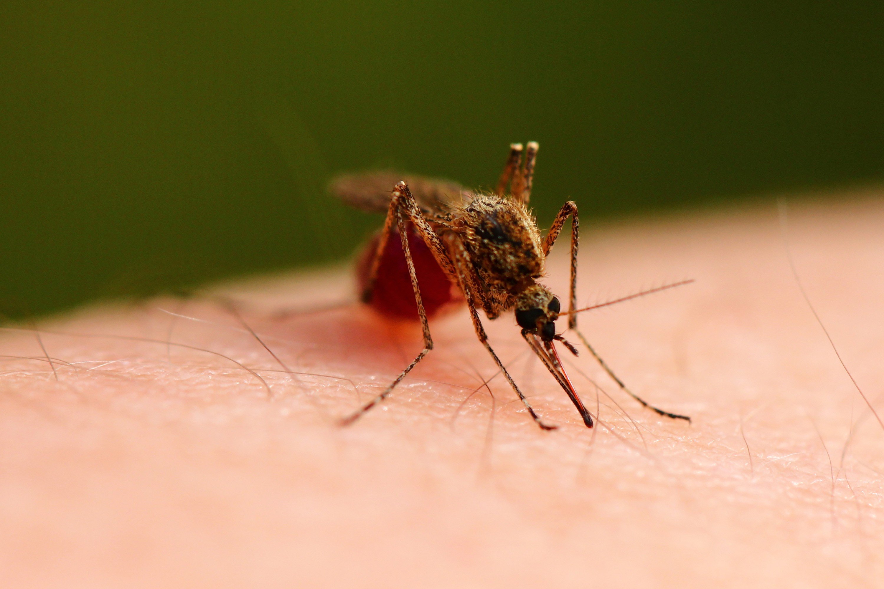 As public health agencies gear up for mosquito season, uncertainty remains around what resources states may need with regards to Zika and whether they will receive adequate federal support from Washington. Photo: TNS