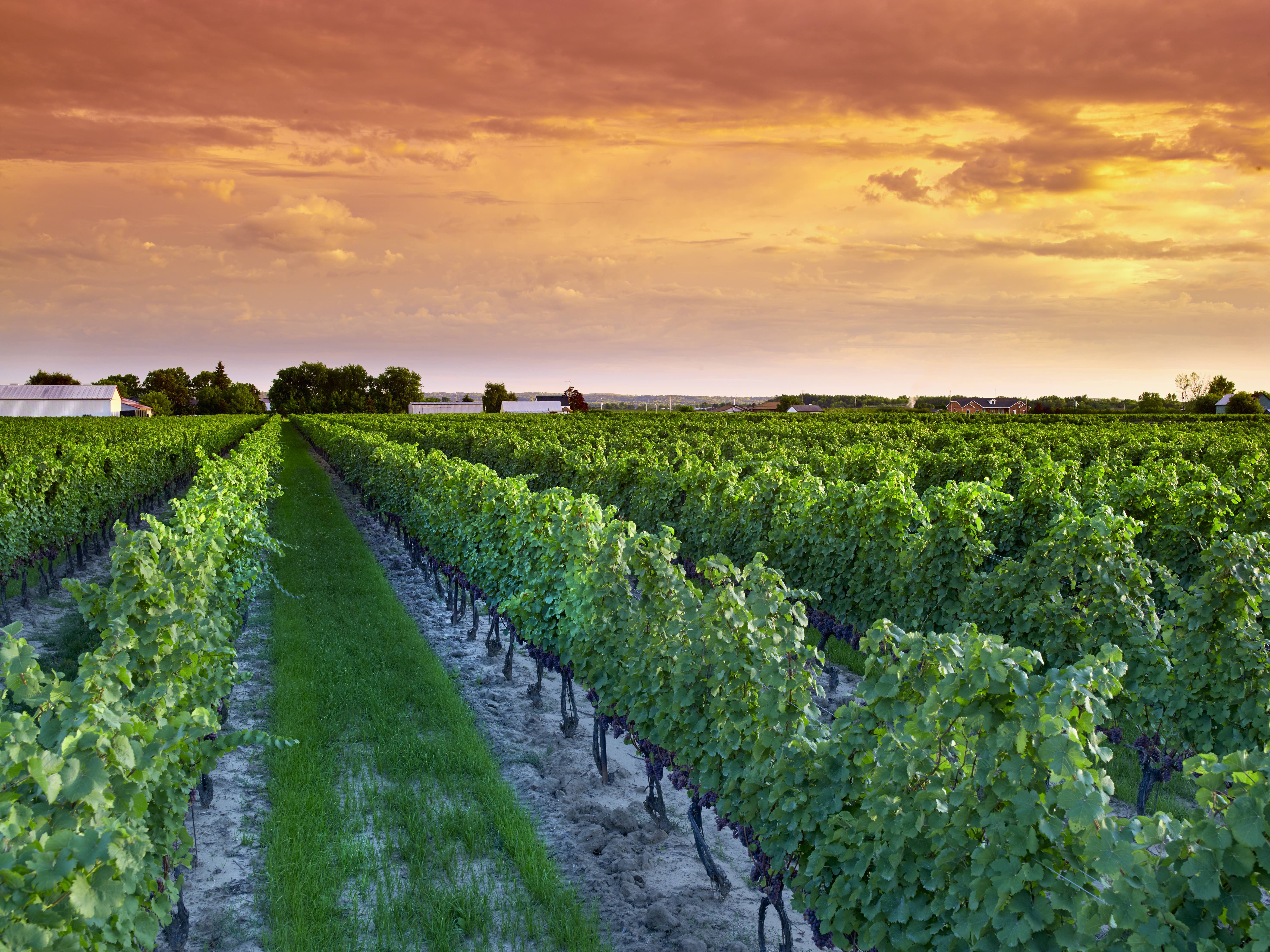 e. Ontario’s vineyards produce about two-thirds of the wine grapes in Canada, with the Niagara Peninsula contributing about 90 per cent of this. Photo: Wine Marketing Association of Ontario 