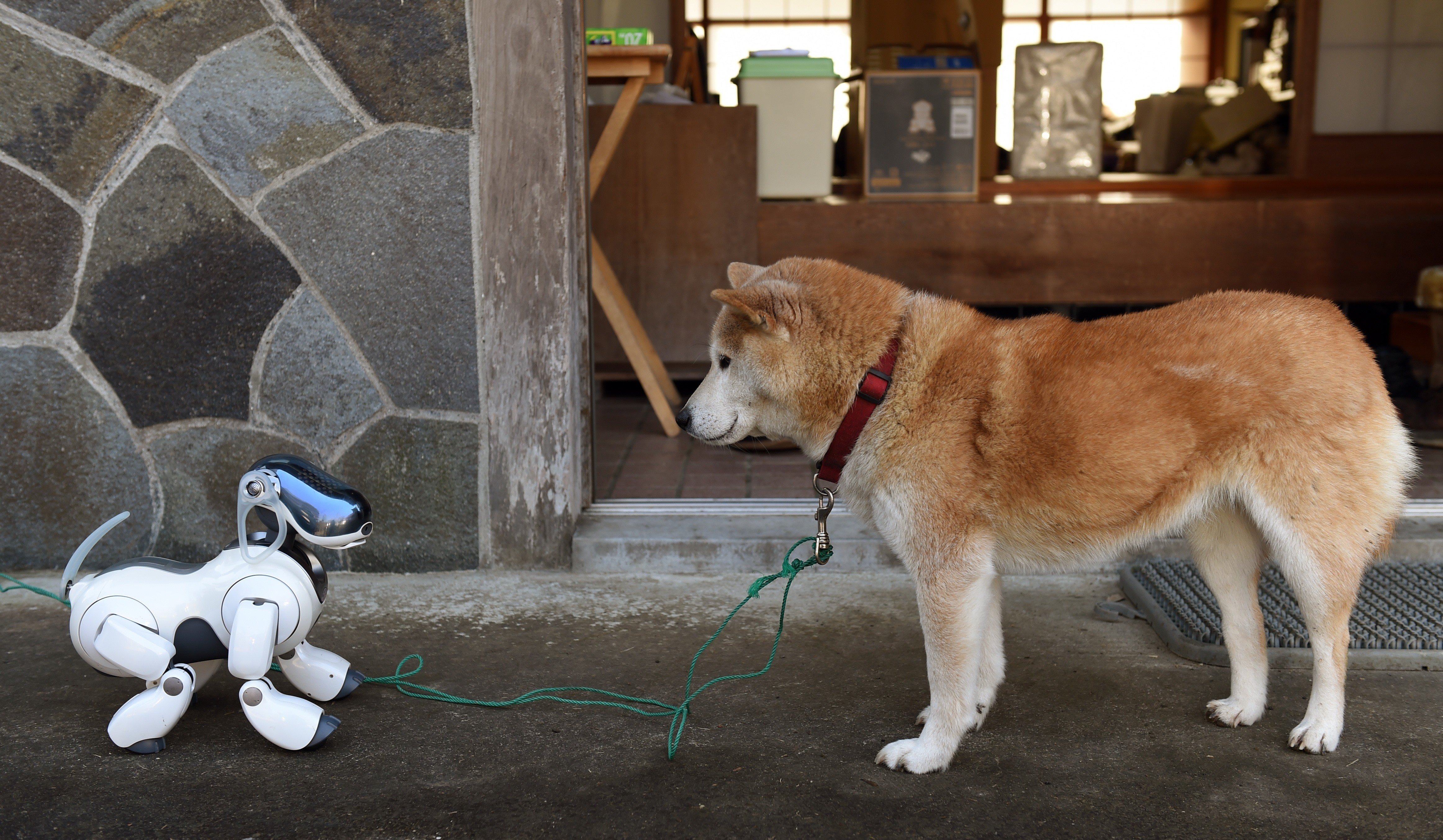 Japanese robot best sale dog