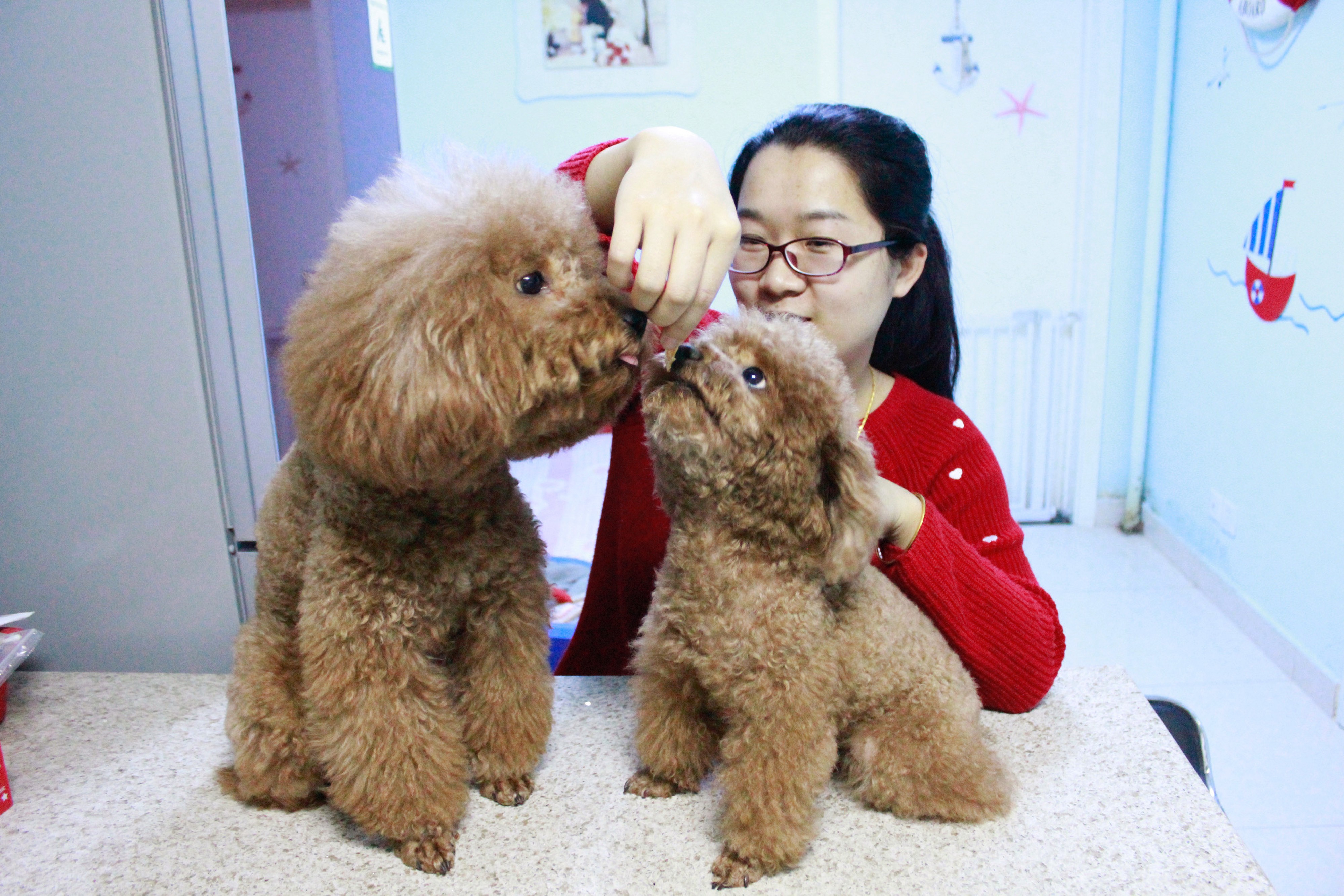 Beijing kindergarten teacher Xu Yingying enjoys taking care of guest dogs as well as her own teddy bear dog. Photo: SCMP Pictures