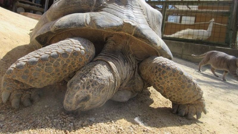 Elephants and tigers kill a person a day in India; Japanese tortoise makes a great escape (again)
