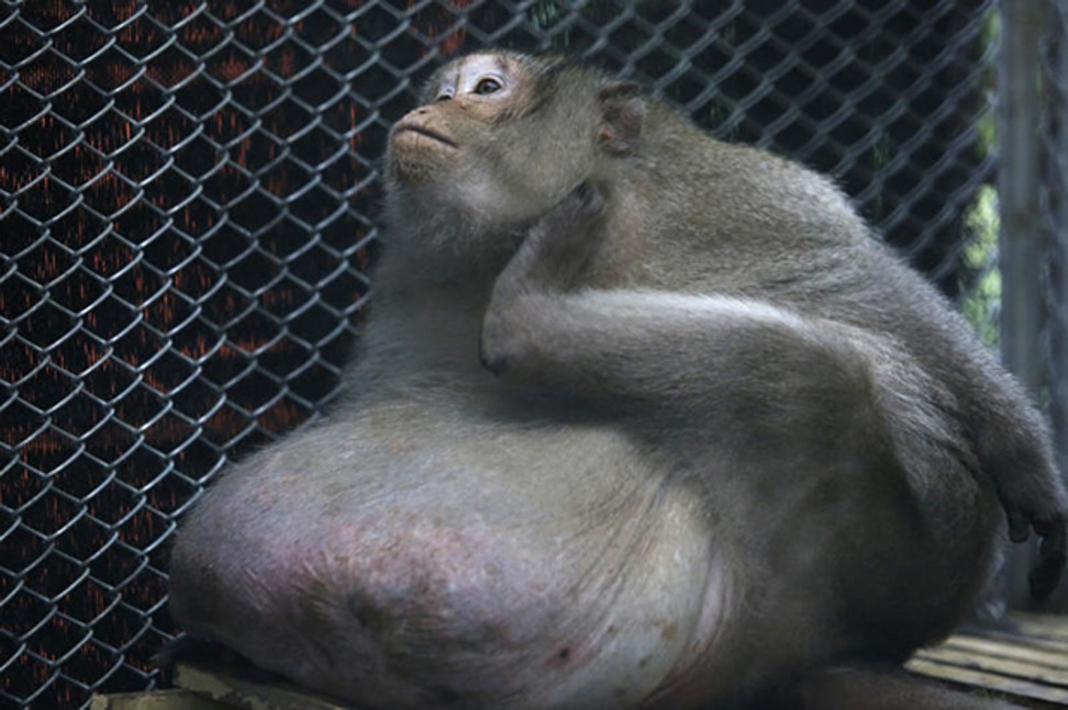 The monkey with its huge paunch on May 24, after 20 days on a diet at the Wildlife Conservation Office. Photo: Bangkok Post