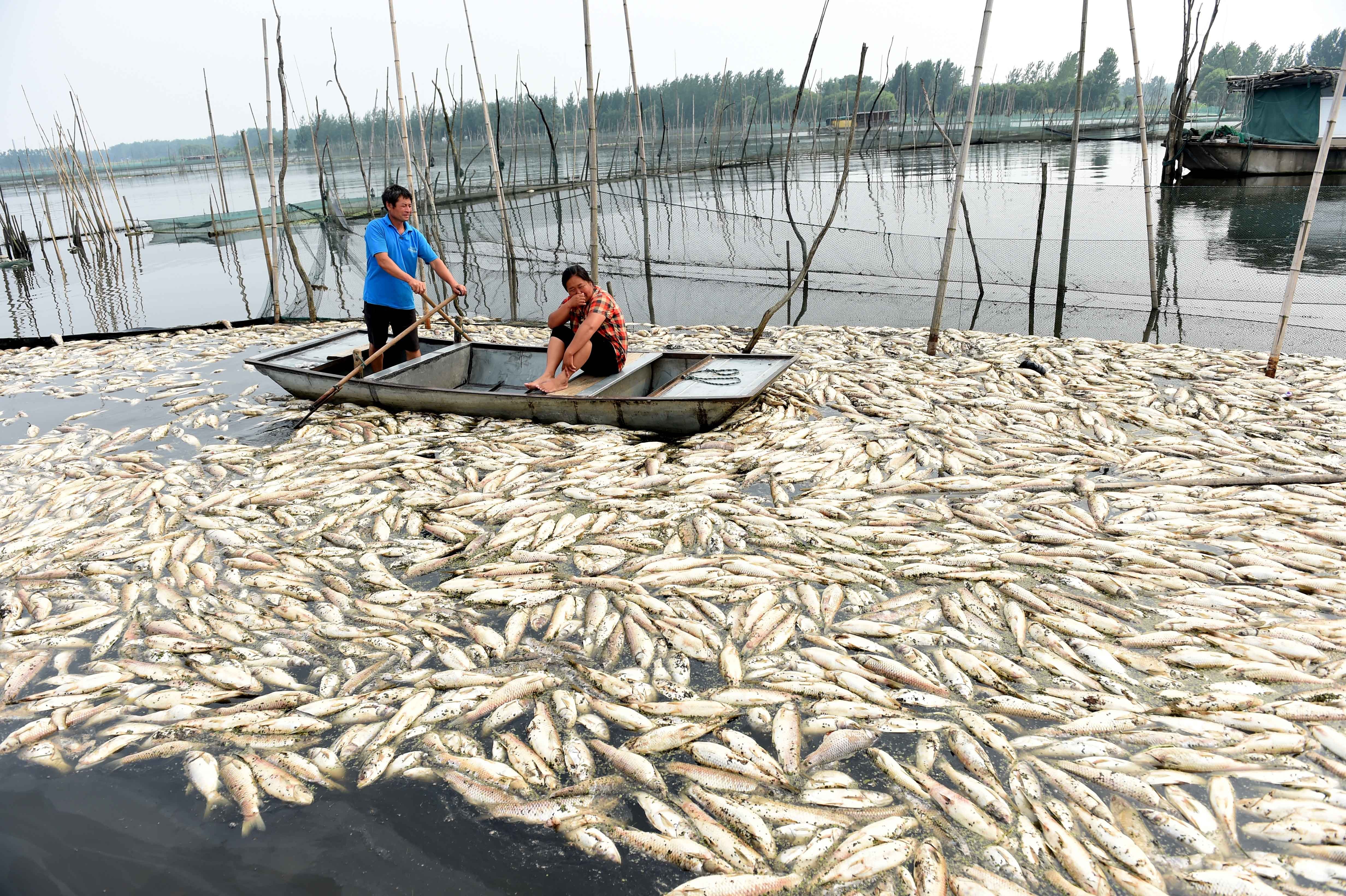Fish killed by water pollution float on Tuo lake in Wuhe county of Anhui province in July 2015. Photo: Xinhua