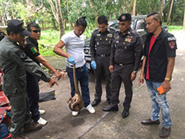 A rescuer with one of the pangolins found in the car that crashed on Monday in Surat Thani's Kanchanadit district. Photo: Supapong Chaolan