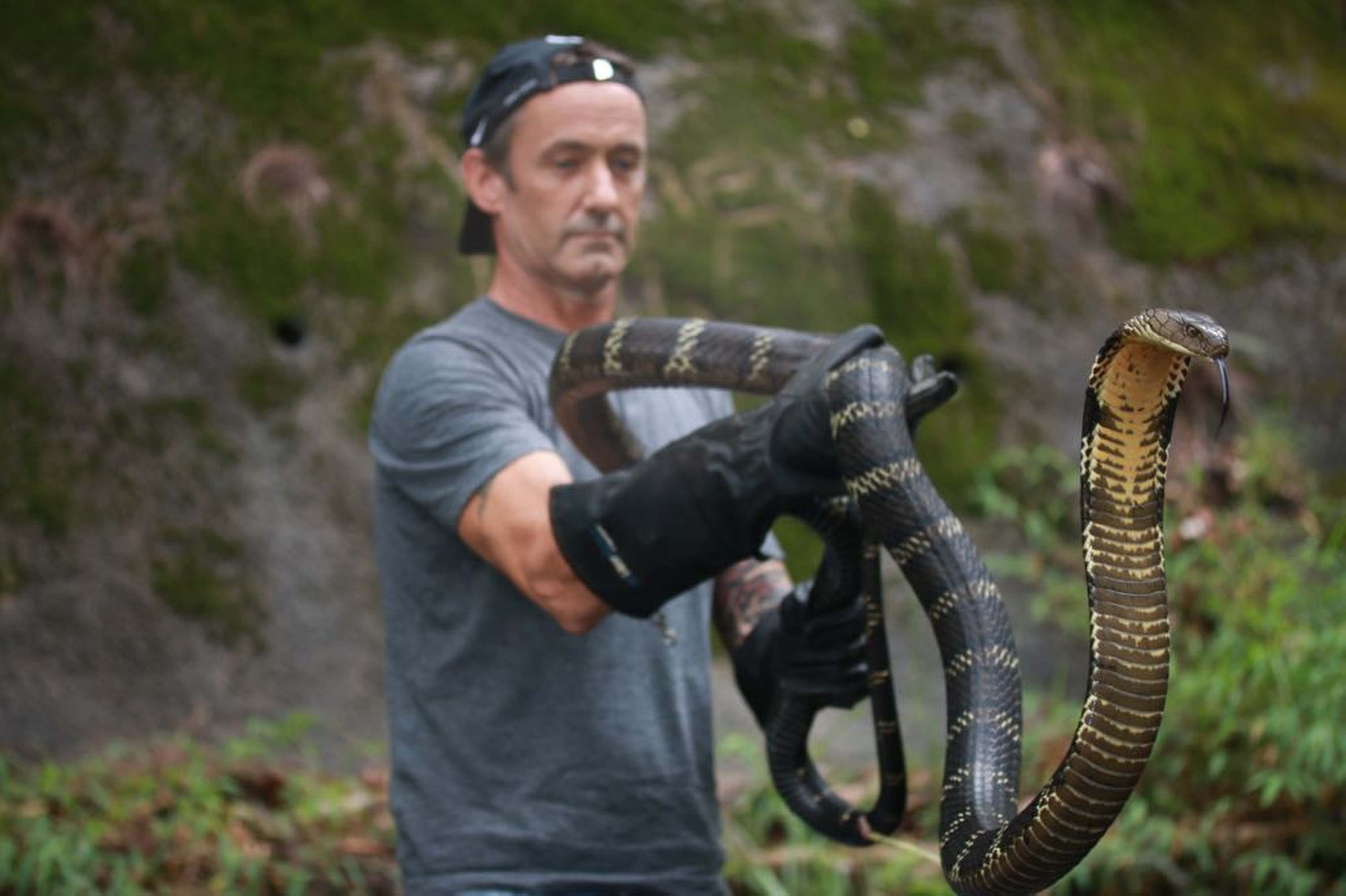 Experienced catcher says he plans to be more careful after Chinese cobra bite costs him part of his finger