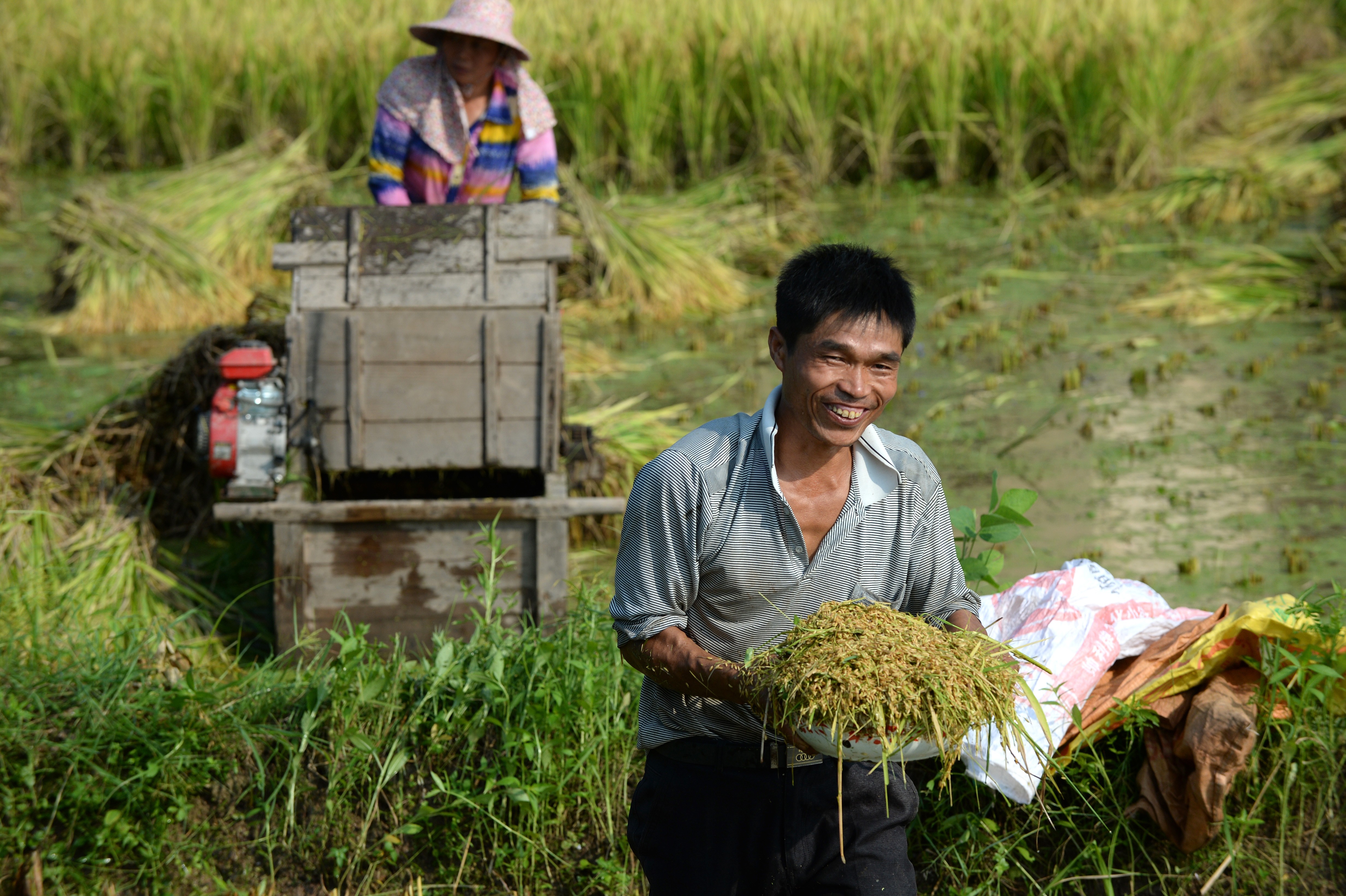 Villagers harvest rice in a paddy field in Gufang village, Huichang County, in Jiangxi province in July. Since last year, the local government has updated infrastructure while the introduction of fish ponds, greenhouses and orchards has boosted the local economy. Photo: Xinhua