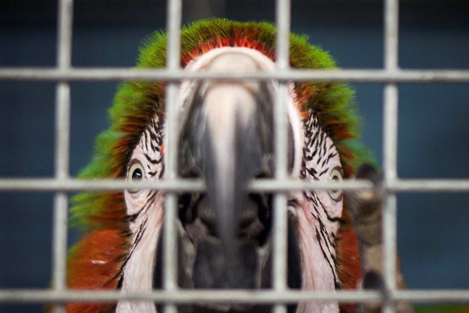 A parrot looks out of its cage after being put into a shelter ahead of Hurricane Irma. Photo: Reuters