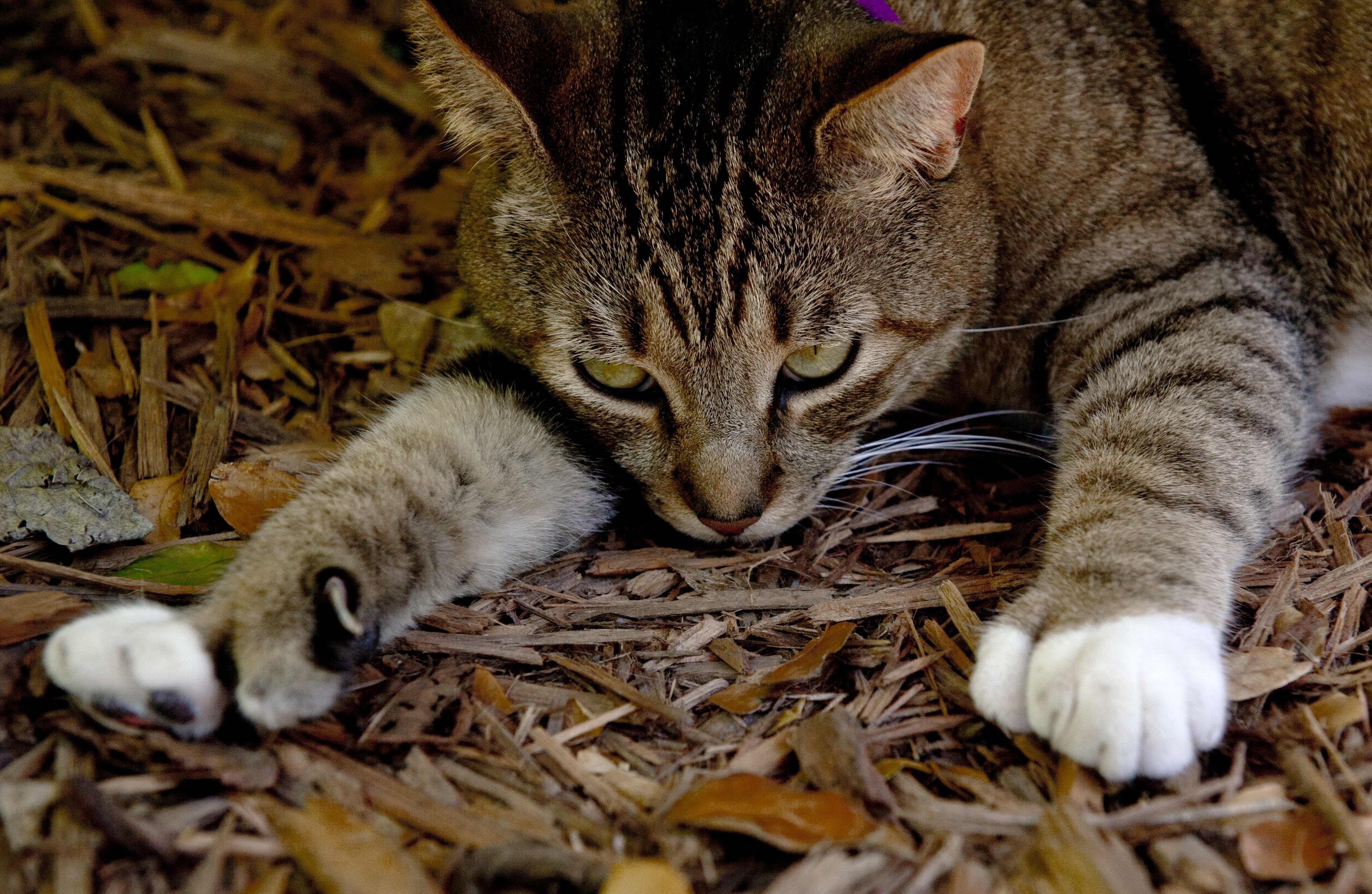 A six-toed cat that is a descendant of a pet owned by writer Ernest Hemingway, at the former home of the author in Key West, Florida. Photo: AFP