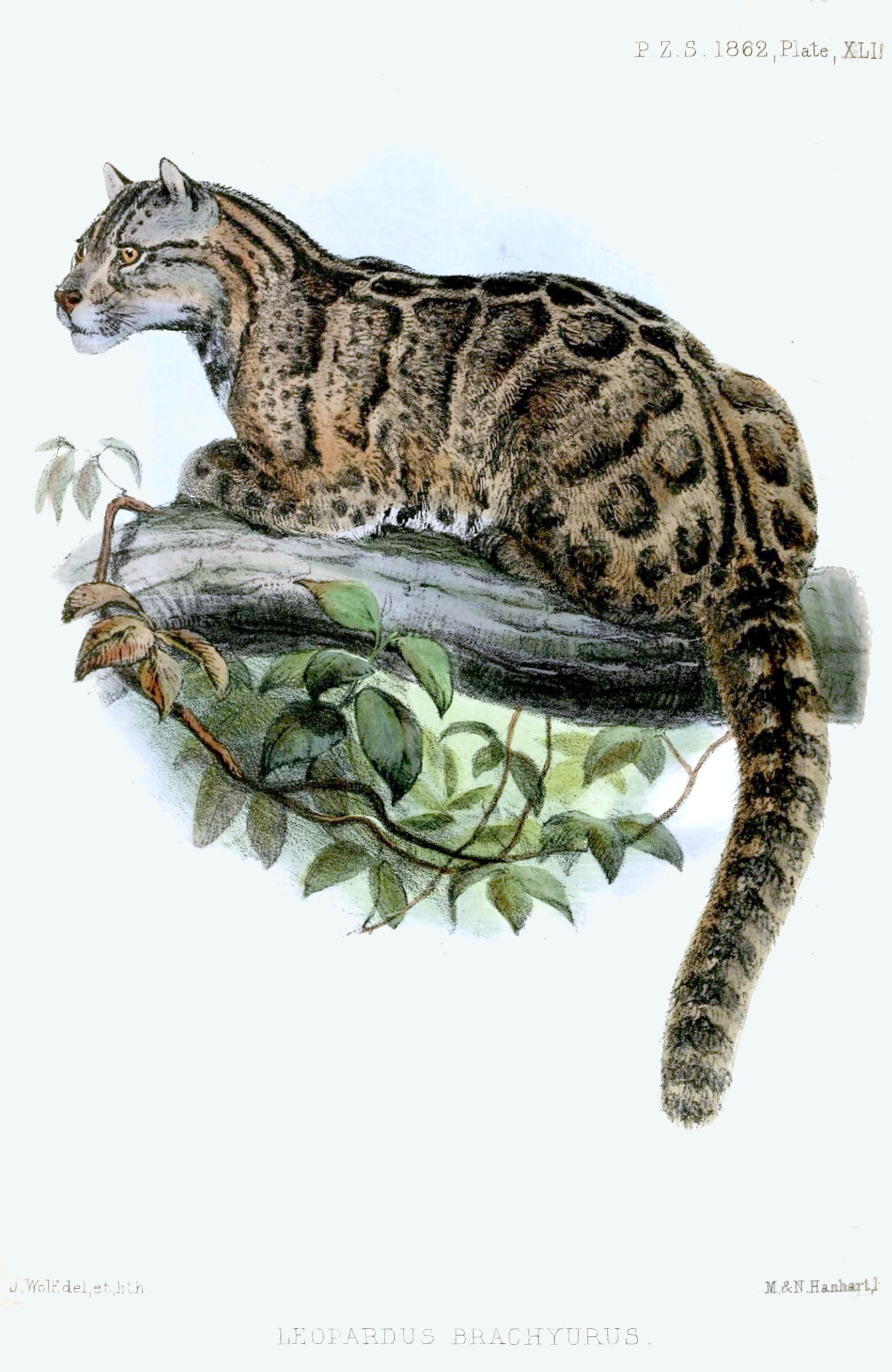 With no confirmed sightings of the big cat in decades, some question whether a Taiwan subspecies of the predator ever existed; it’s a question some say should be answered before captive clouded leopards are released into wild on island