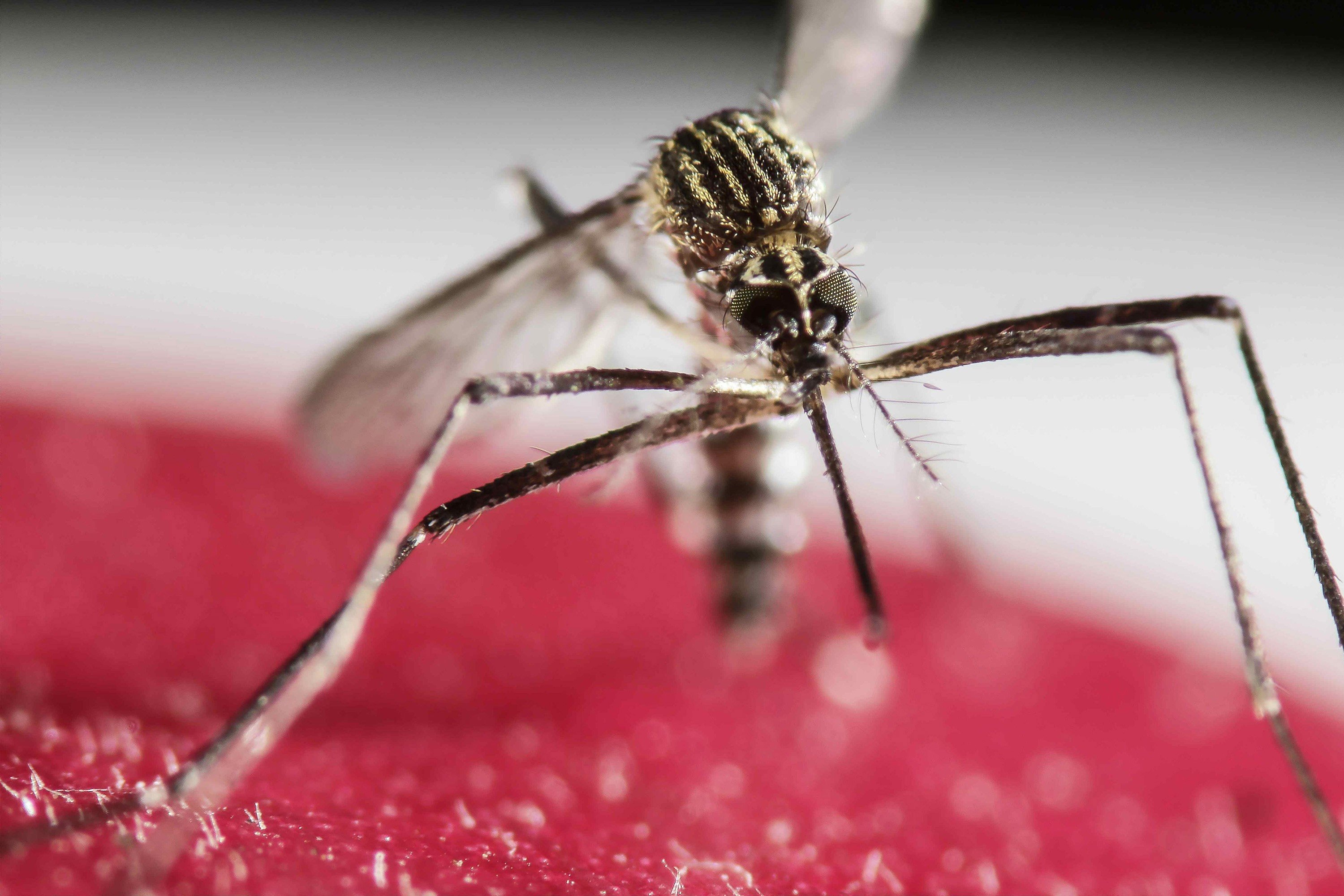 The mosquito-borne Zika virus swept across Latin America, the Caribbean and southern United States in 2015 and 2016, sparking a global health emergency. Photo: TNS