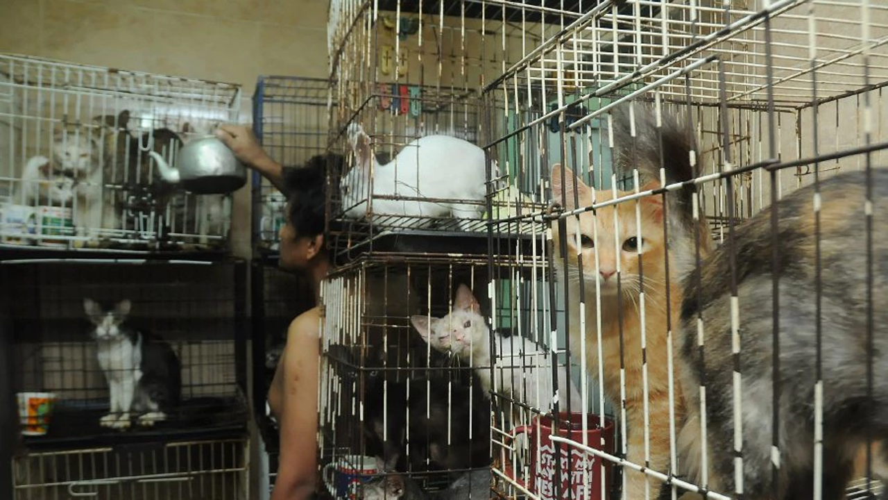 Forty-six cats neglected were rescued by a police team from an apartment in Bandar Baru Sentul, following a complaint lodged by animal rights activists. Photo: STR/HALIM SALLEH