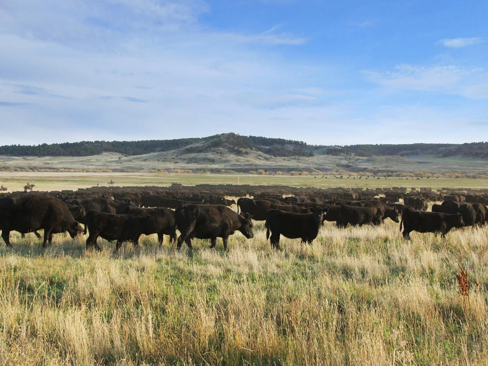 Ranch and farm properties in the American West can range from seven-acre parcels of undeveloped grassland at less than US$60,000, to huge mountain estates with luxurious houses, stables, irrigation systems for more than US$100 million. Photo: SCMP handout