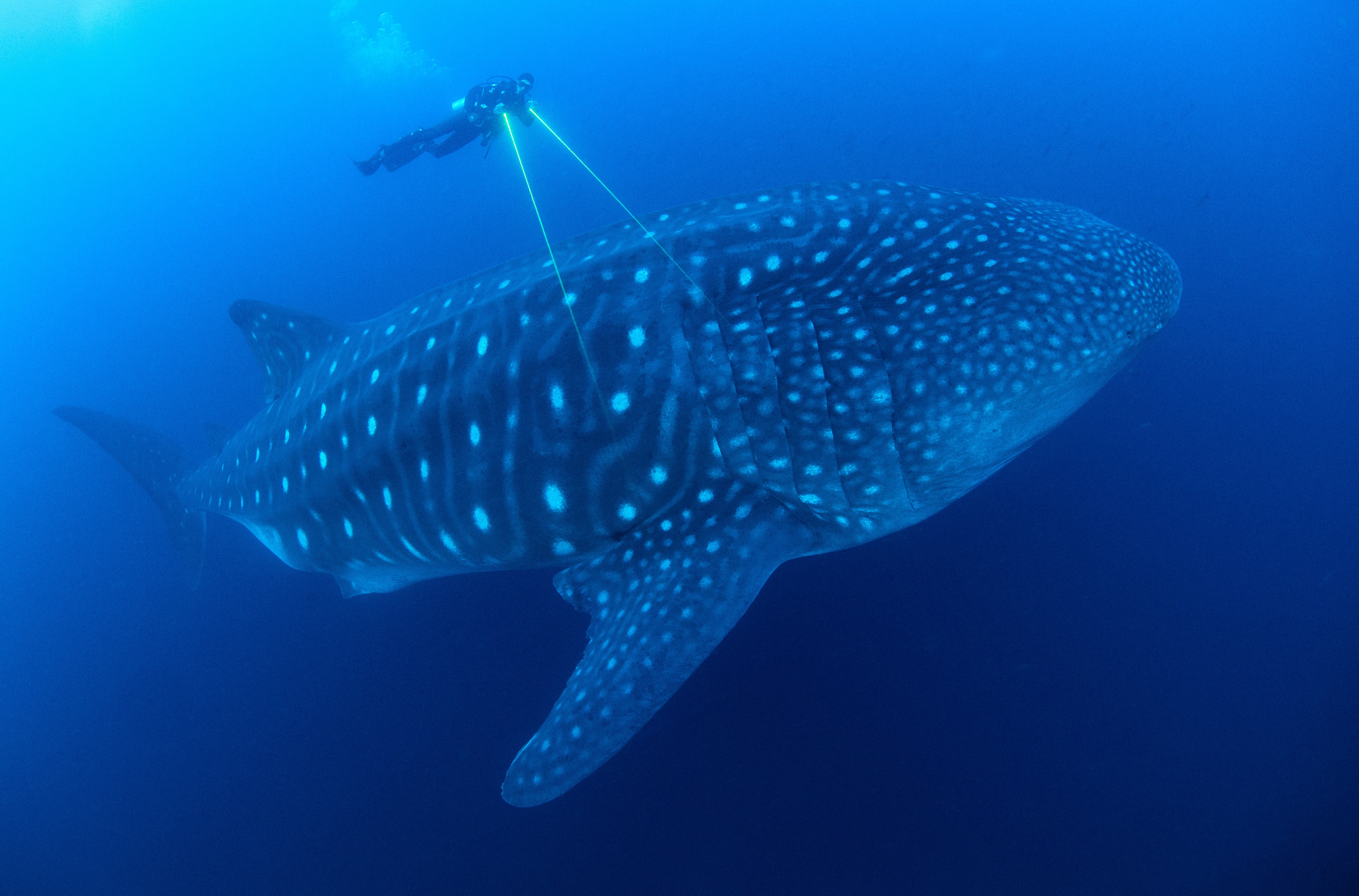 A scientist uses lasers to measure a whale shark in a still from BBC’s Blue Planet II. Photo: courtesy of Blue Planet II