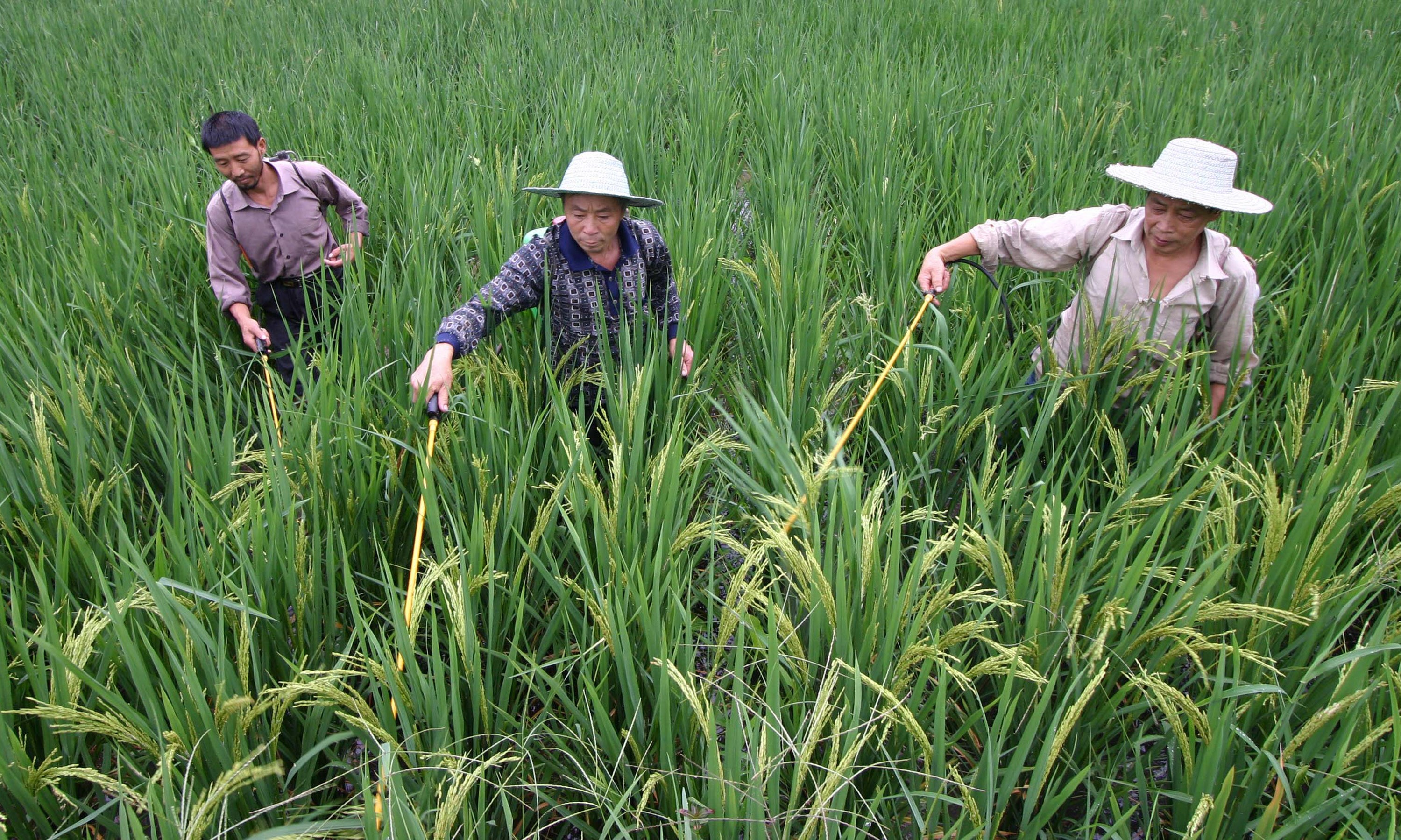 Farmers spray pesticide in a rice field in Yongchuan in southwest China's Chongqing municipality. Photo: AFP