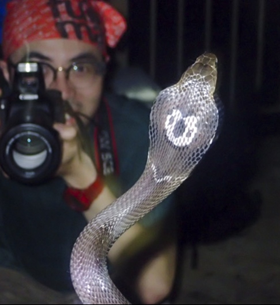 King cobras in Thailand: why some villagers worship the snake and others  drink its blood