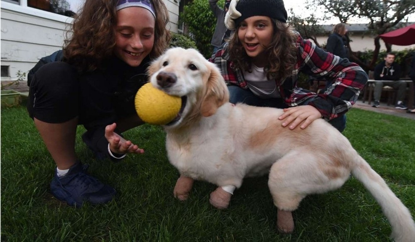 Golden retriever Chi Chi, legless survivor of Korean dog meat trade, is now  a therapy animal | South China Morning Post