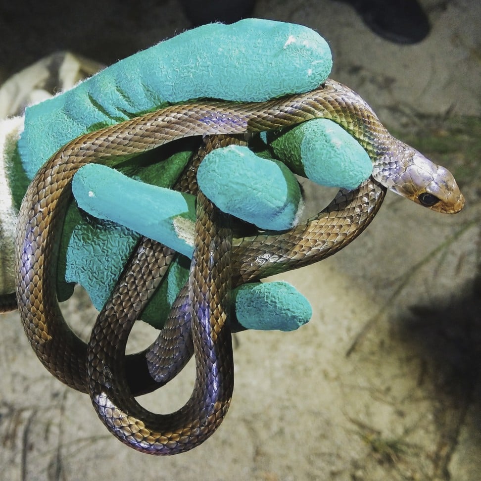 King cobras in Thailand: why some villagers worship the snake and others  drink its blood