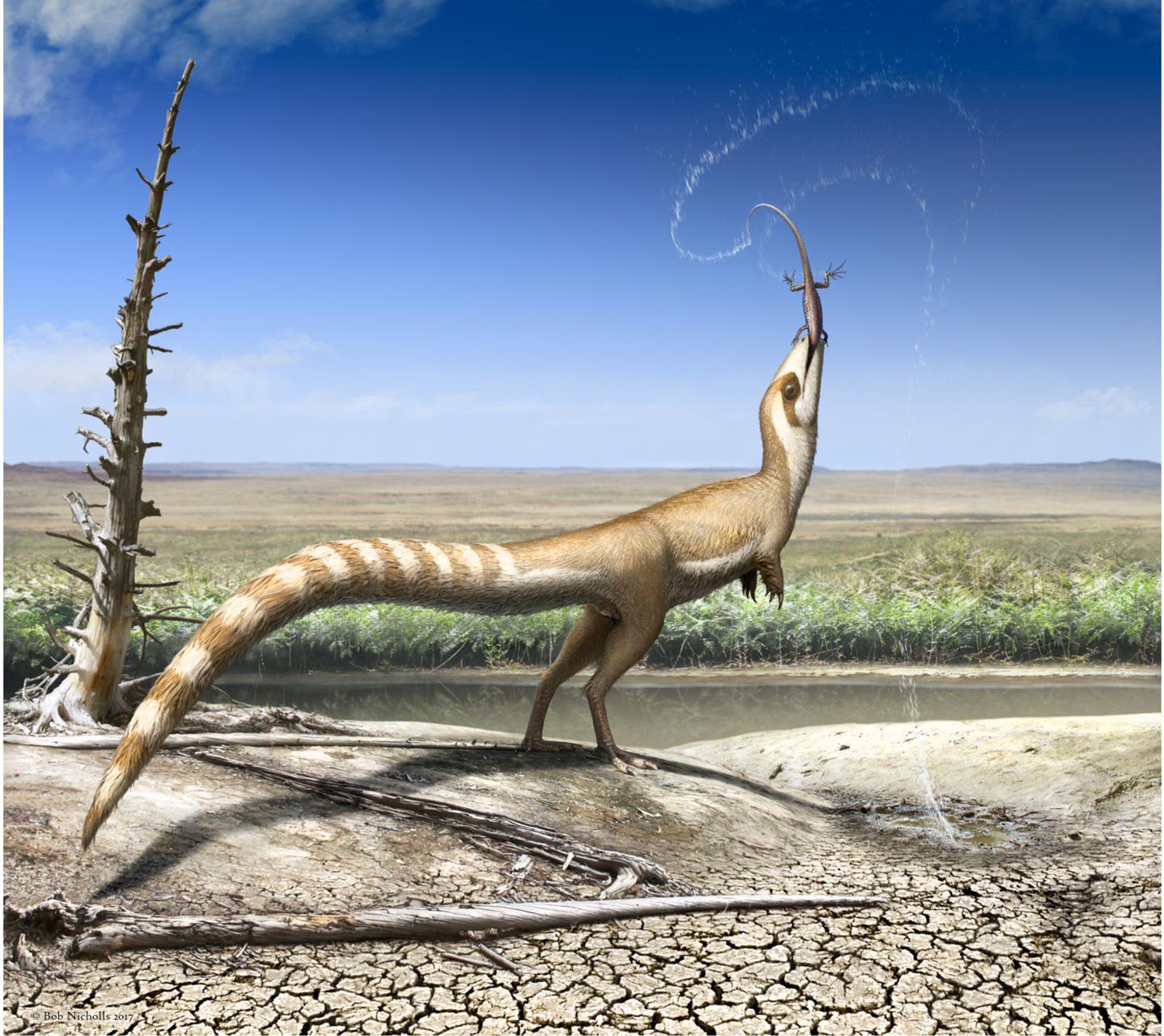 An artistic interpretation of Sinosauropteryx and the open habitat in which it lived 130 million years ago in the Early Cretaceous. Graphic: Robert Nicholls