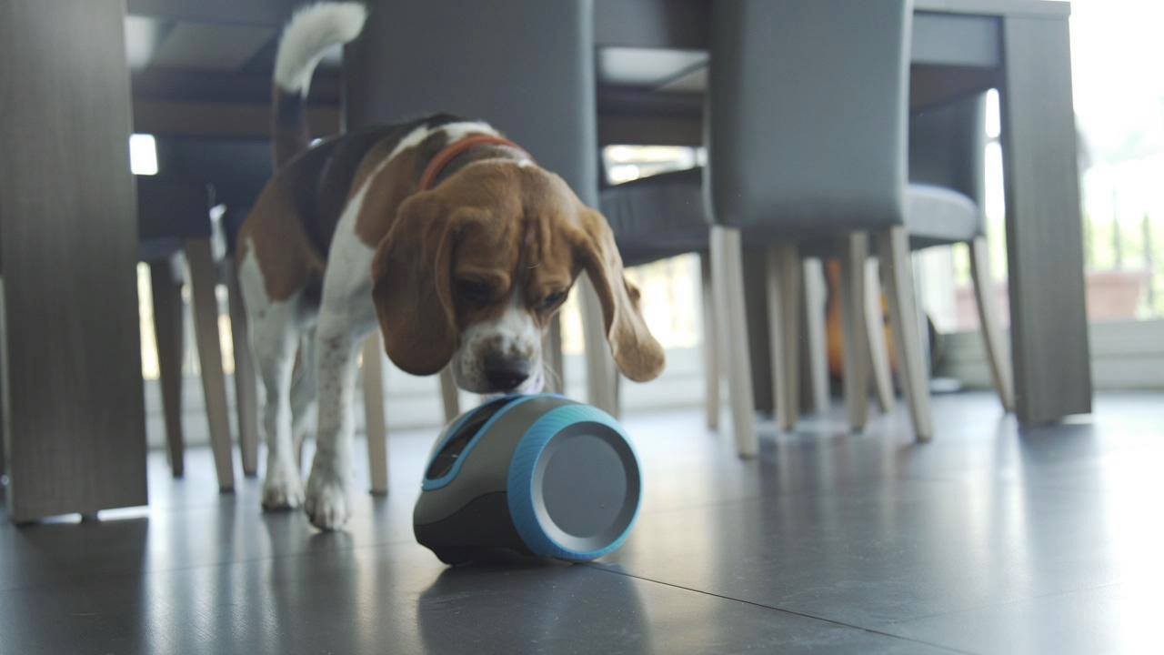 Laika and Buddy+ keep dogs company when no one is at home. They can track a dog’s behaviour and give out treats and even play fetch