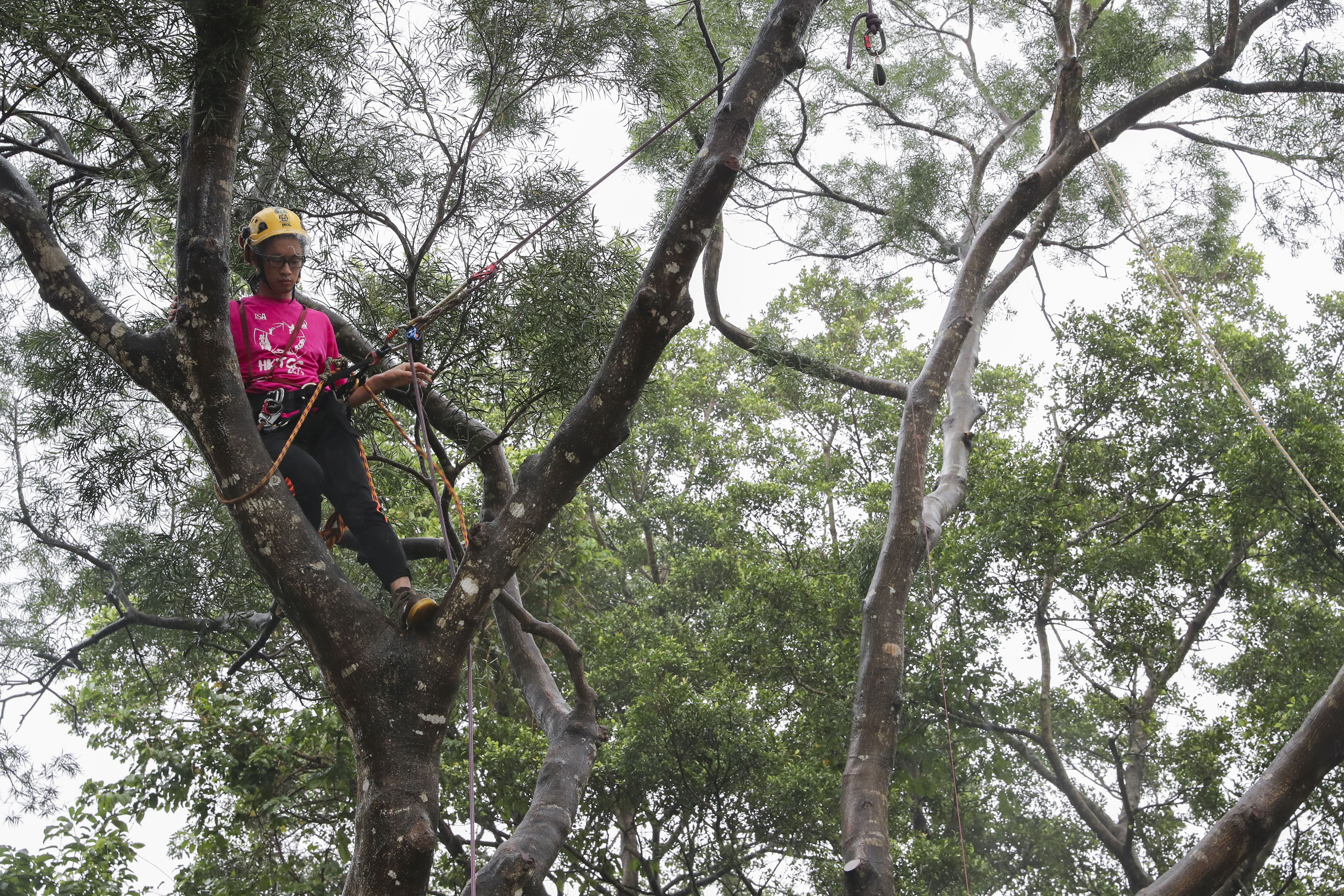 The tree-climbing event was held over two days at Shing Mun Country Park in the New Territories. Photo: K. Y. Cheng