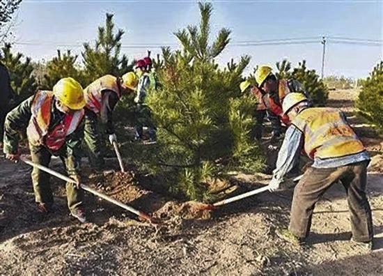 Municipal workers plant a pine tree in Xiongan. Photo: 163.com