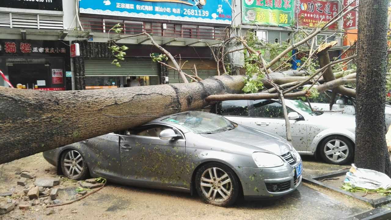 A fallen tree flattens cars in Zhuhai during typhoon Hato in August. Here’s hoping the owners were insured. Photo: Xinhua