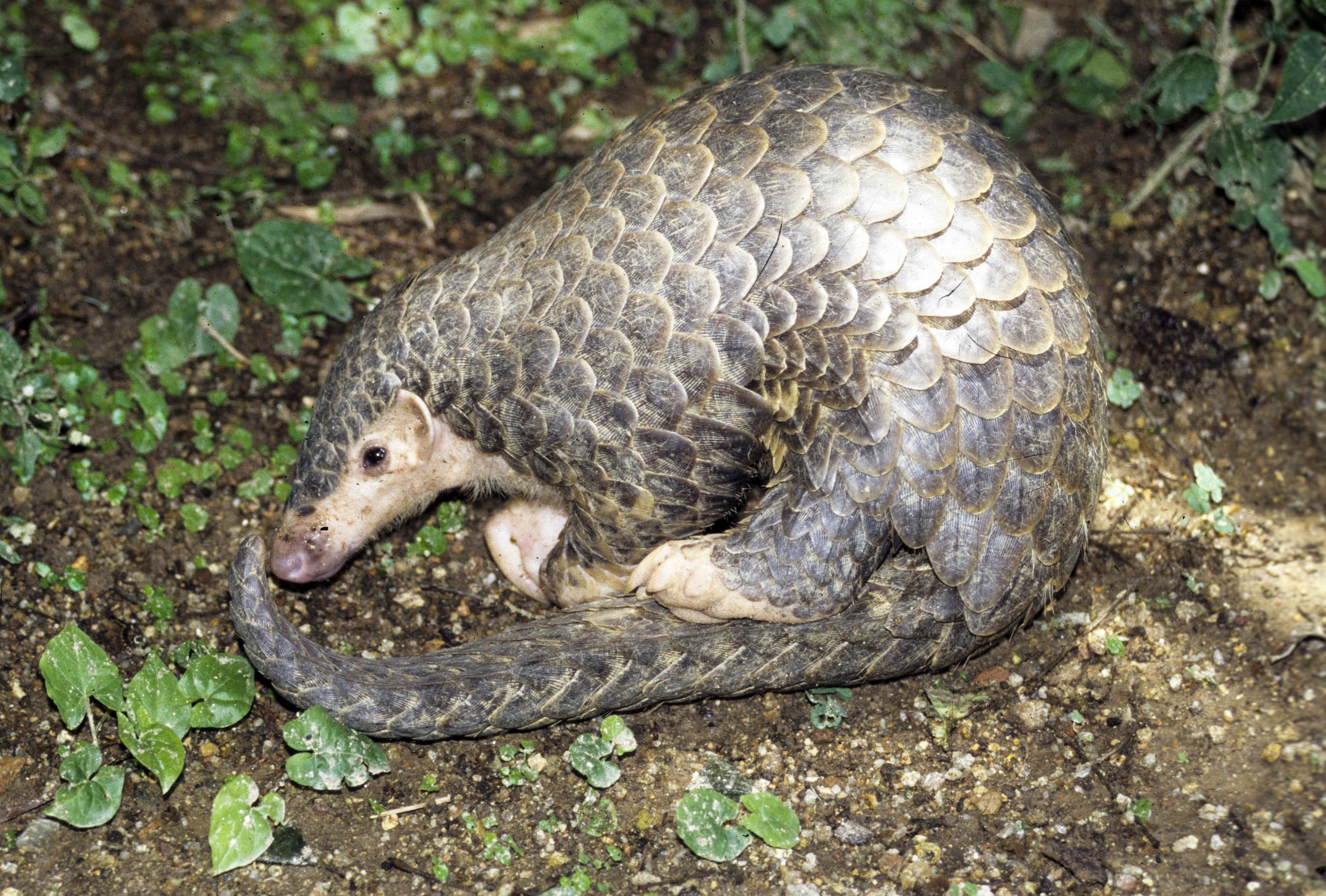 The Chinese pangolin is one of eight species of pangolin, all of which are poached for their meat and scales for traditional Chinese medicine. Photo: Kadoorie Farm and Botanic Garden