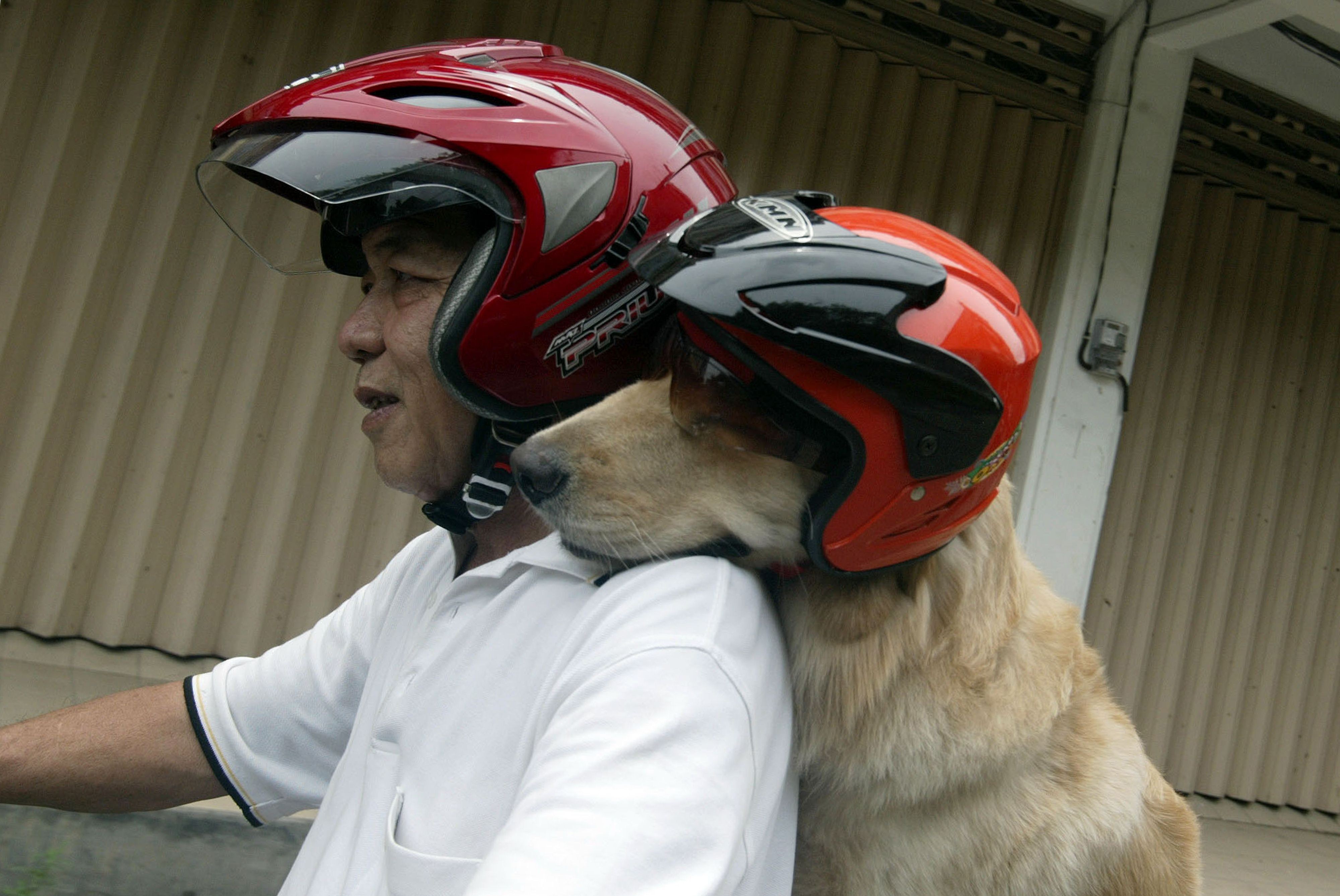 As incomes rise and pet ownership becomes more common, Indonesians are re-evaluating their relationship with animals