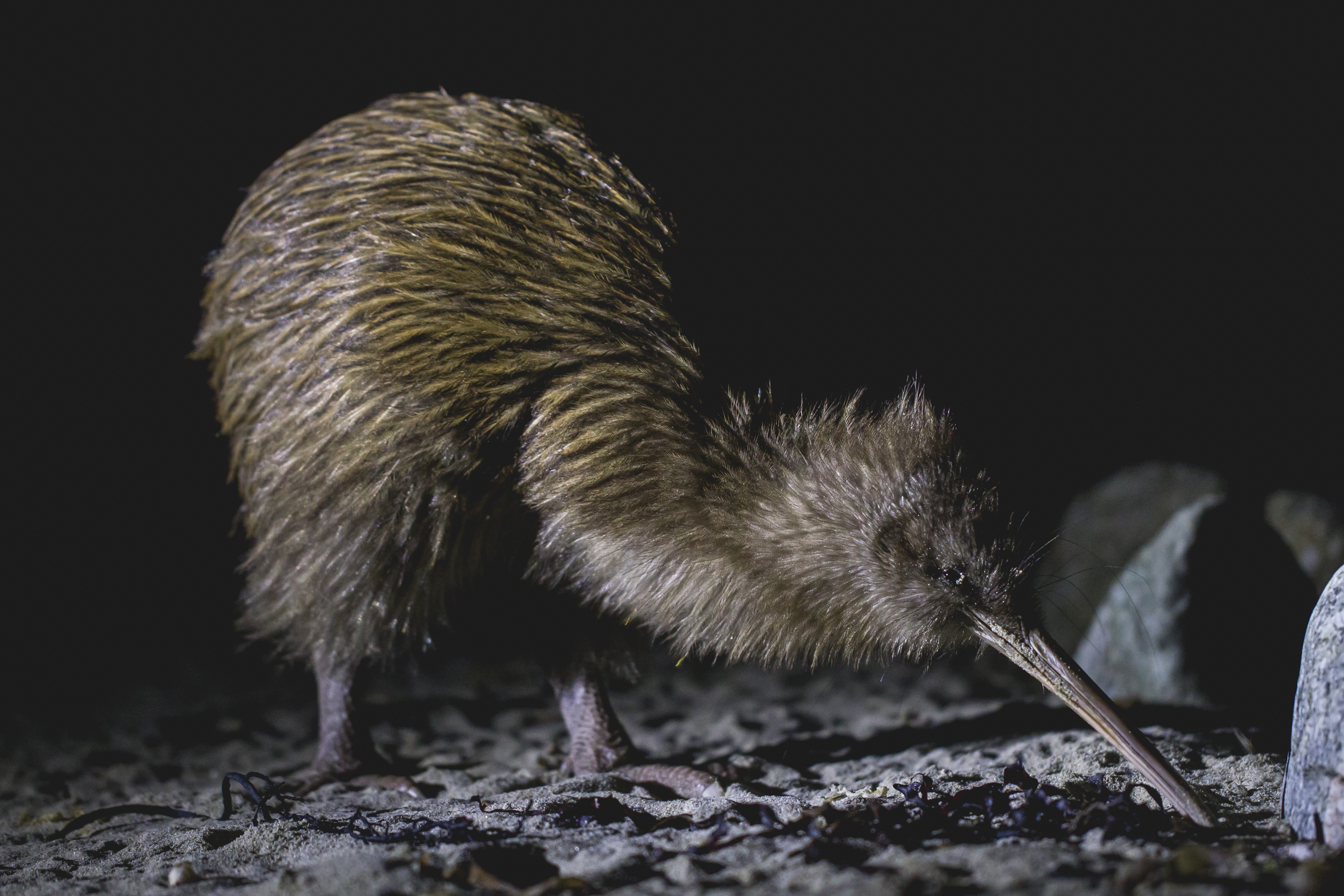 Wild kiwi experience in New Zealand's Stewart Island | South China Morning Post