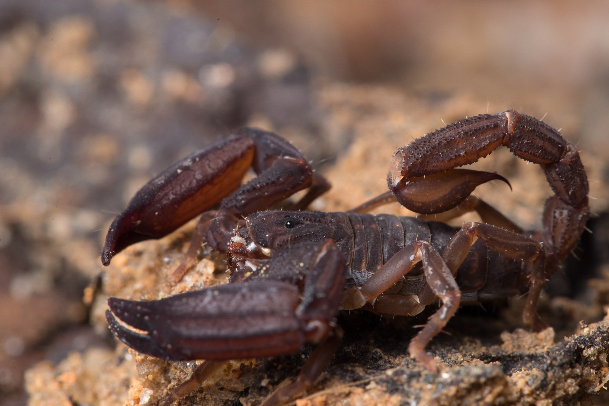 This new species of ‘ghost scorpion’ is among four new species that have been found so far as part of a recent whole-forest survey at The Habitat Penang Hill eco-park in Malaysia. Photo: Phil Torres/www.bioGraphic.com