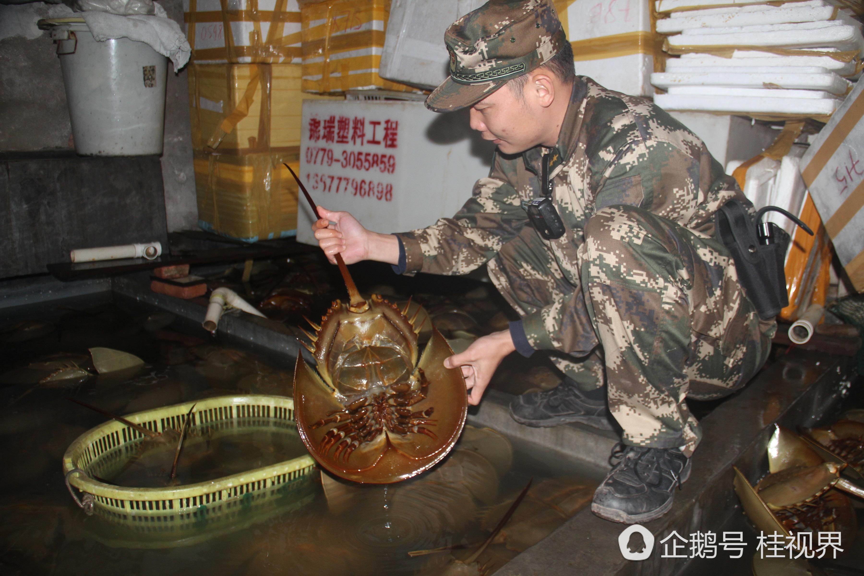 The crabs were seized from a shop in Beihai, Guangxi. Photo: Qq.com
