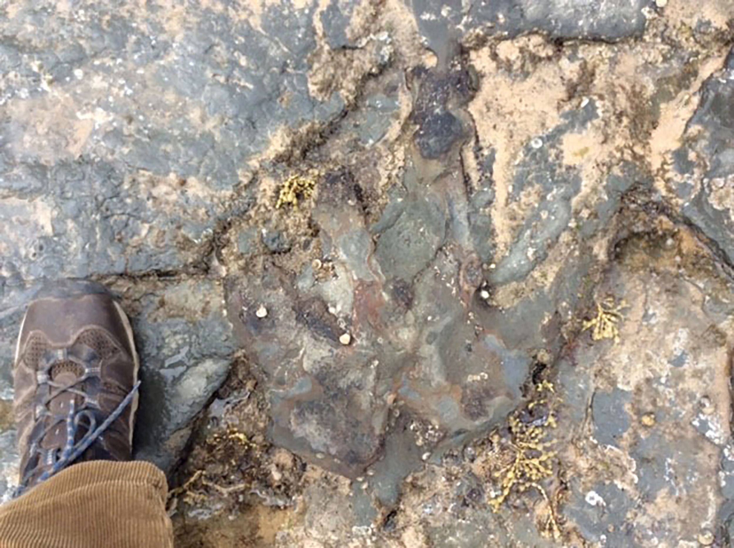 The dinosaur footprint after it was damaged by vandals at Flat Rocks. Photo: AFP