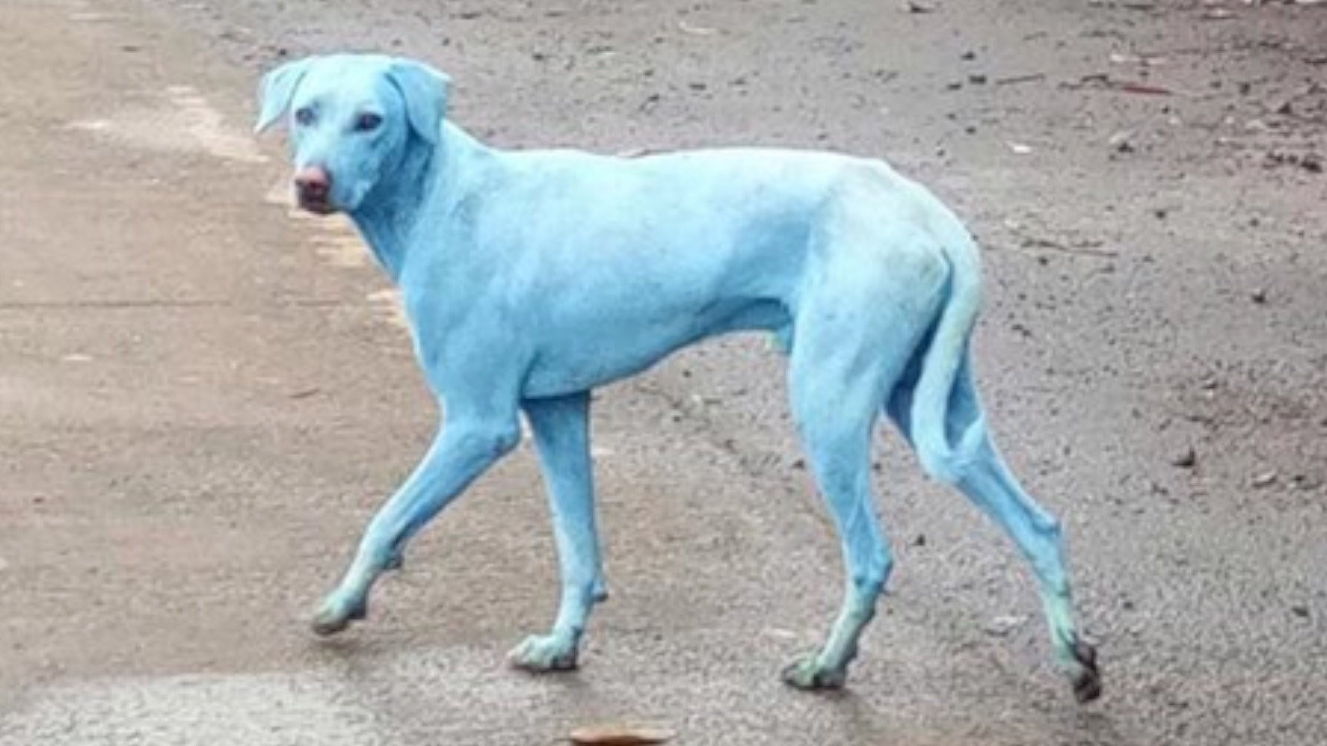 The blue dogs of Mumbai. Photo: Handout