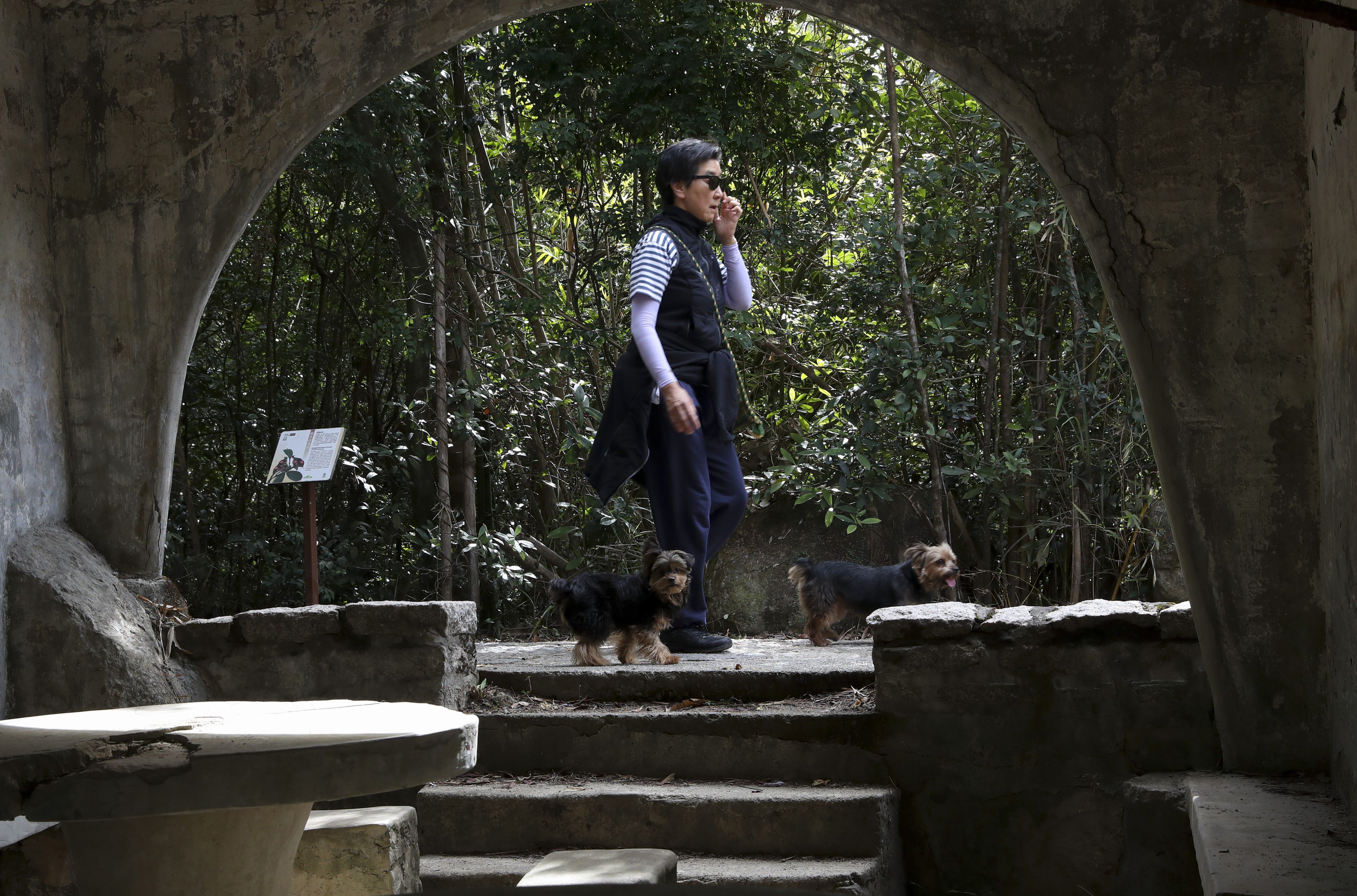 A woman walks her dogs past an information board along the Wong Nai Chung Tree Walk in Central, Hong Kong. Photo: K.Y. Cheng