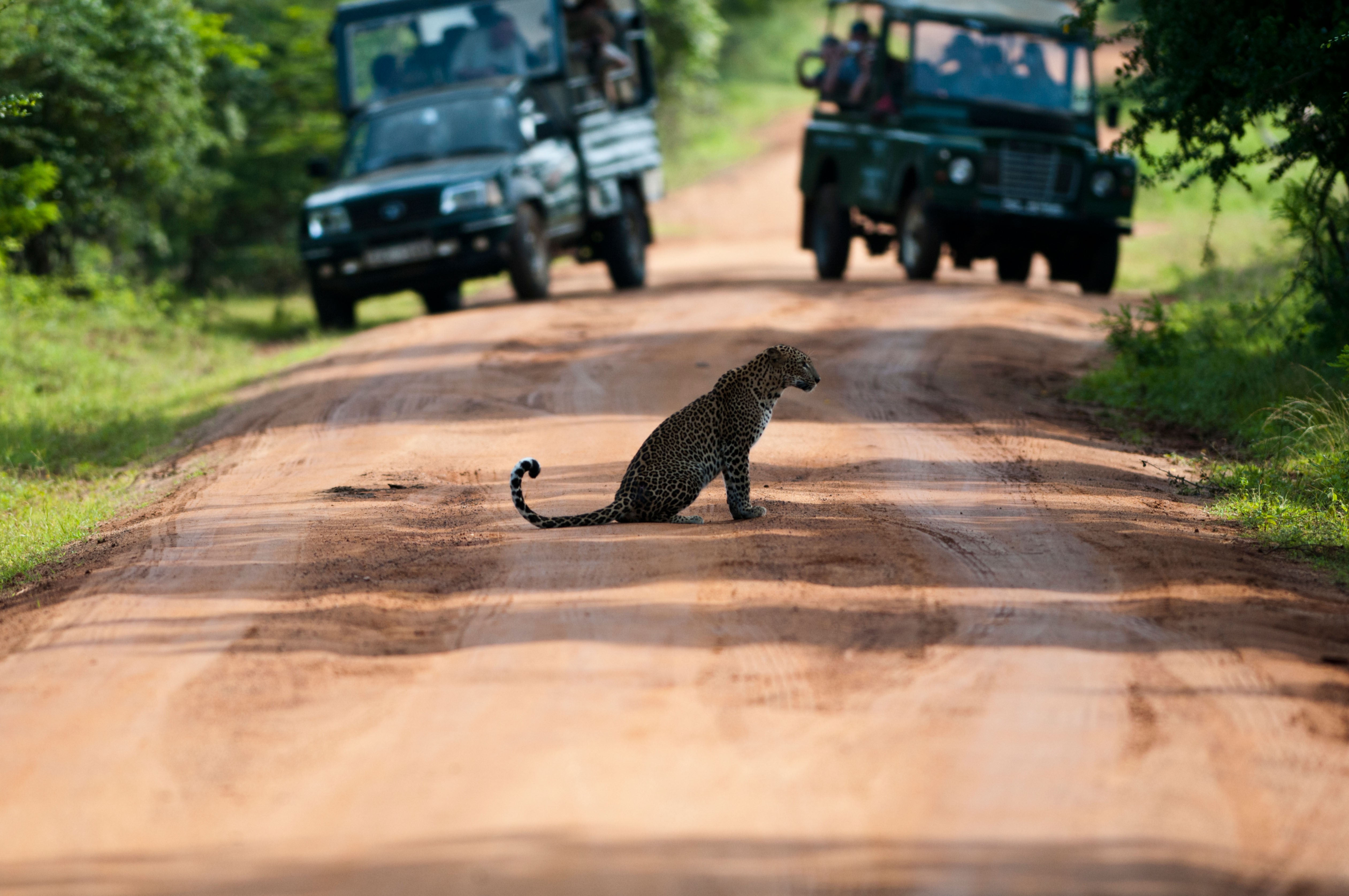 Where to spot leopards in Sri Lanka