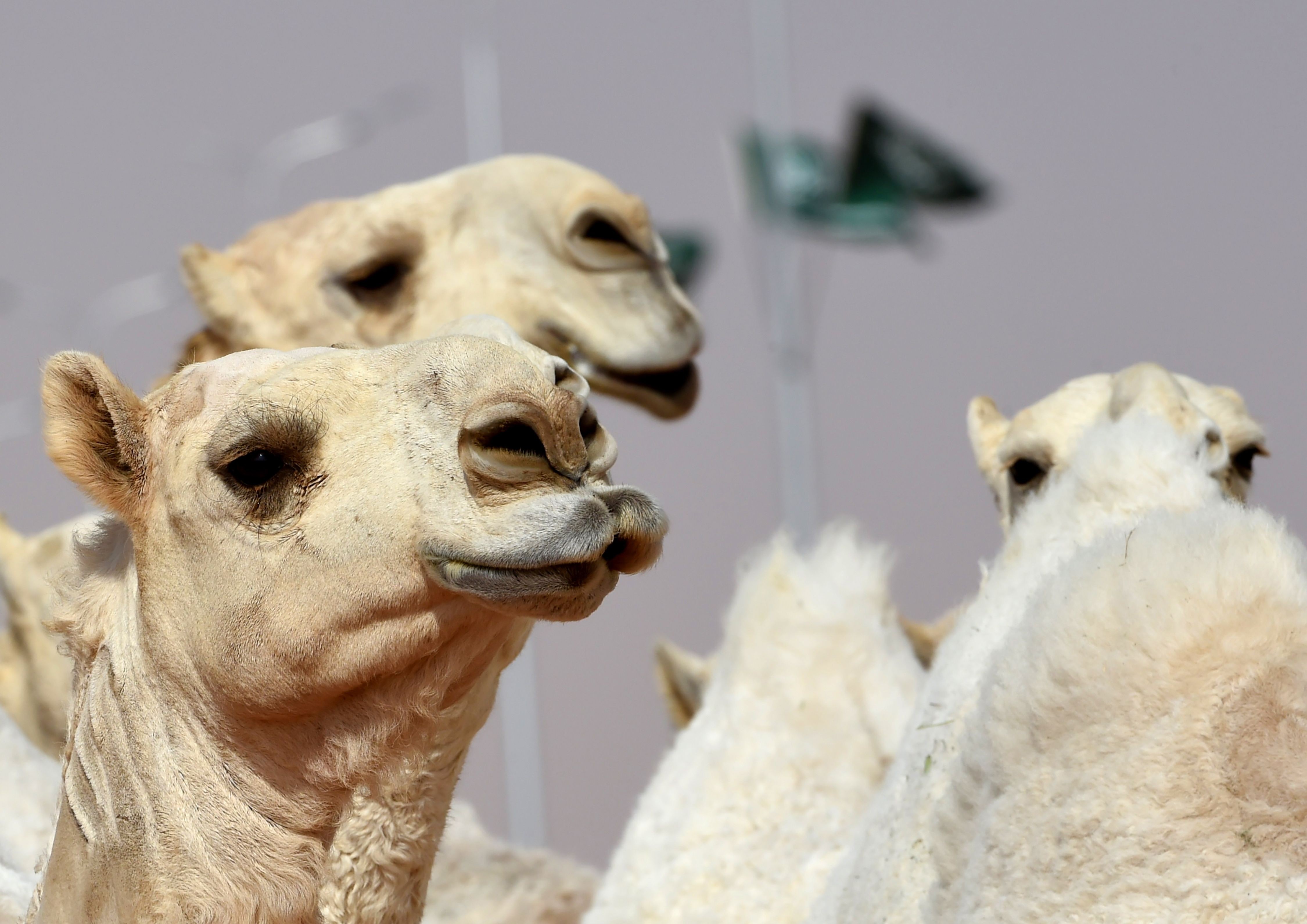Camels at the annual King Abdulaziz Camel Festival on the outskirts of Riyadh. A dozen of the animals were banned from a beauty contest for having cosmetic injections. Photo: AFP