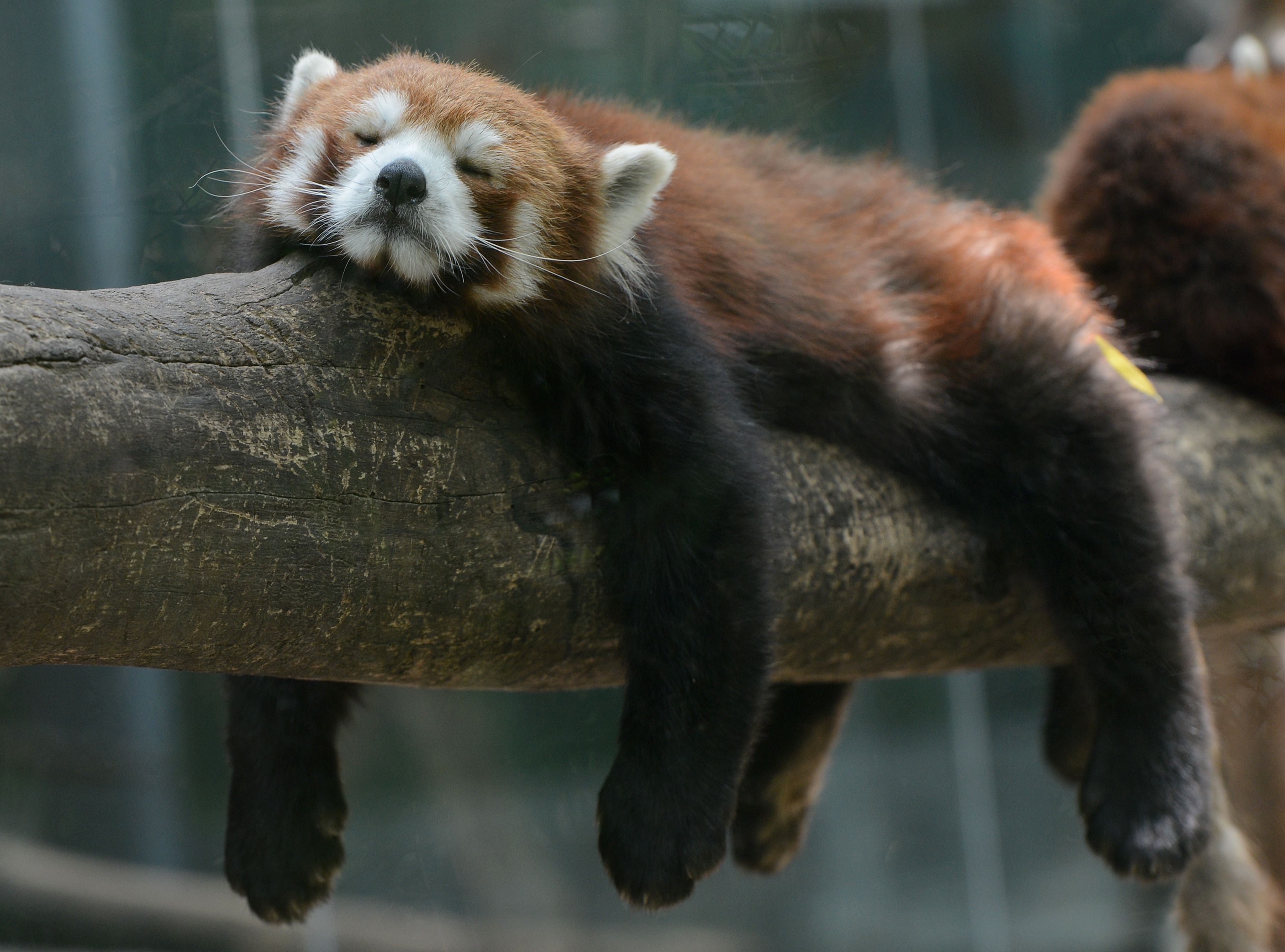 But for red pandas taken to Laos from China, things are less black and white