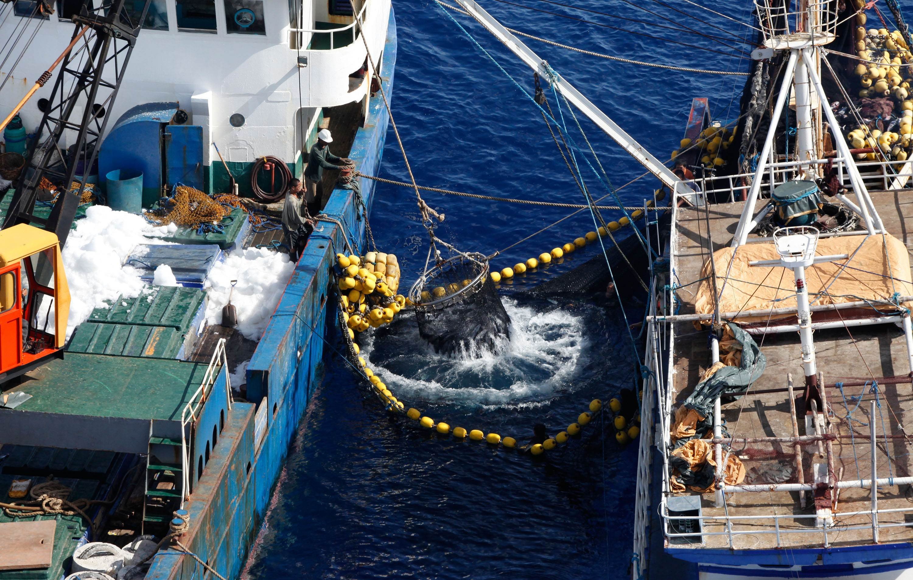 A catch of tuna is transported from an illegal, unregistered and unlicensed purse seine fishing vessel onto a cold storage vessel in waters close to the border of Indonesia. Purse seining on the high seas is illegal since an agreement was signed in 2008. Photo: AFP/ Greenpeace/ Alex Hofford