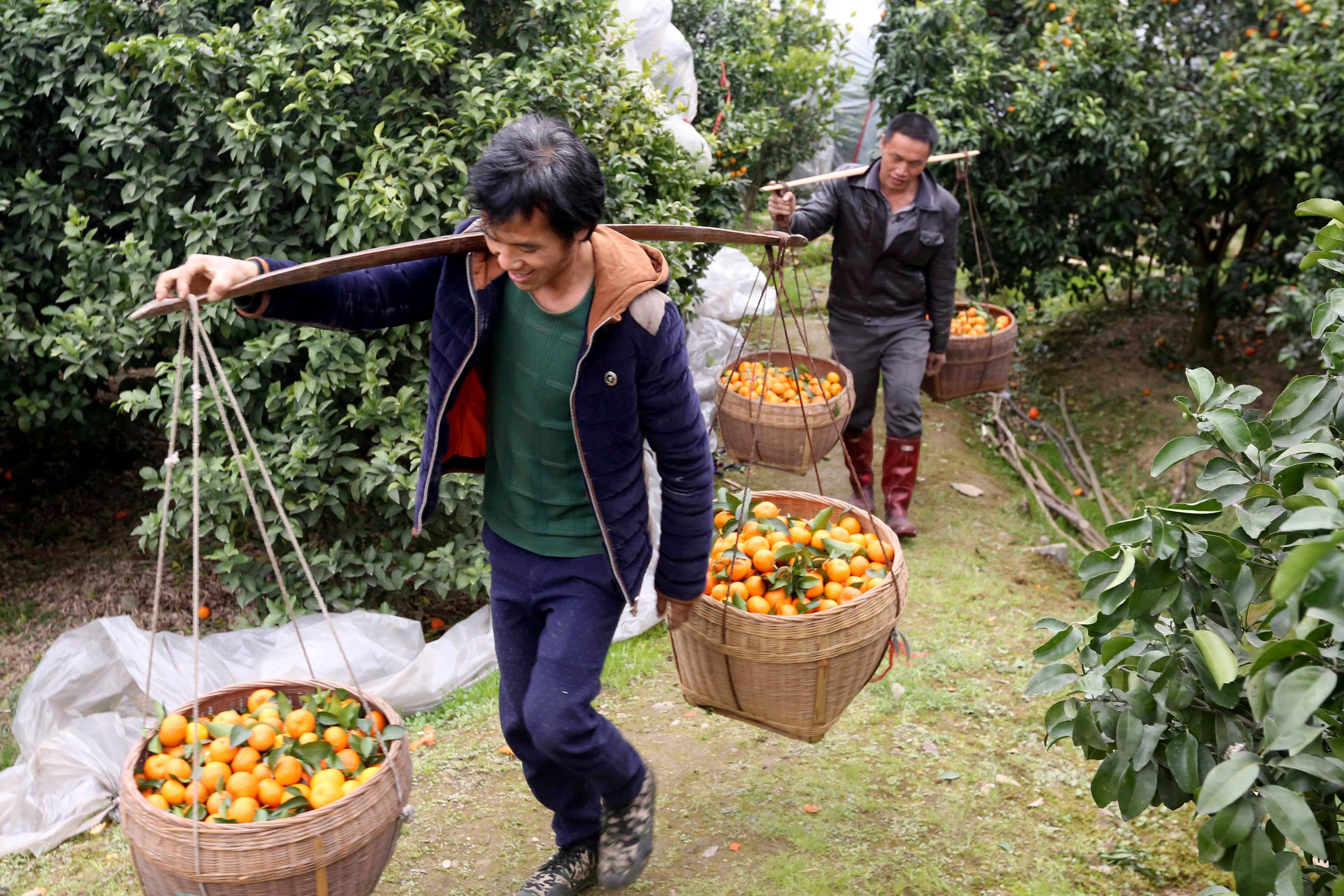 Farmers work on an orange orchard ahead of Lunar New Year in a village in Rongan, Guangxi province. The expansion of rural land use rights in China is designed to improve standards of living in the countryside and narrow the gap with the cities. Photo: AFP