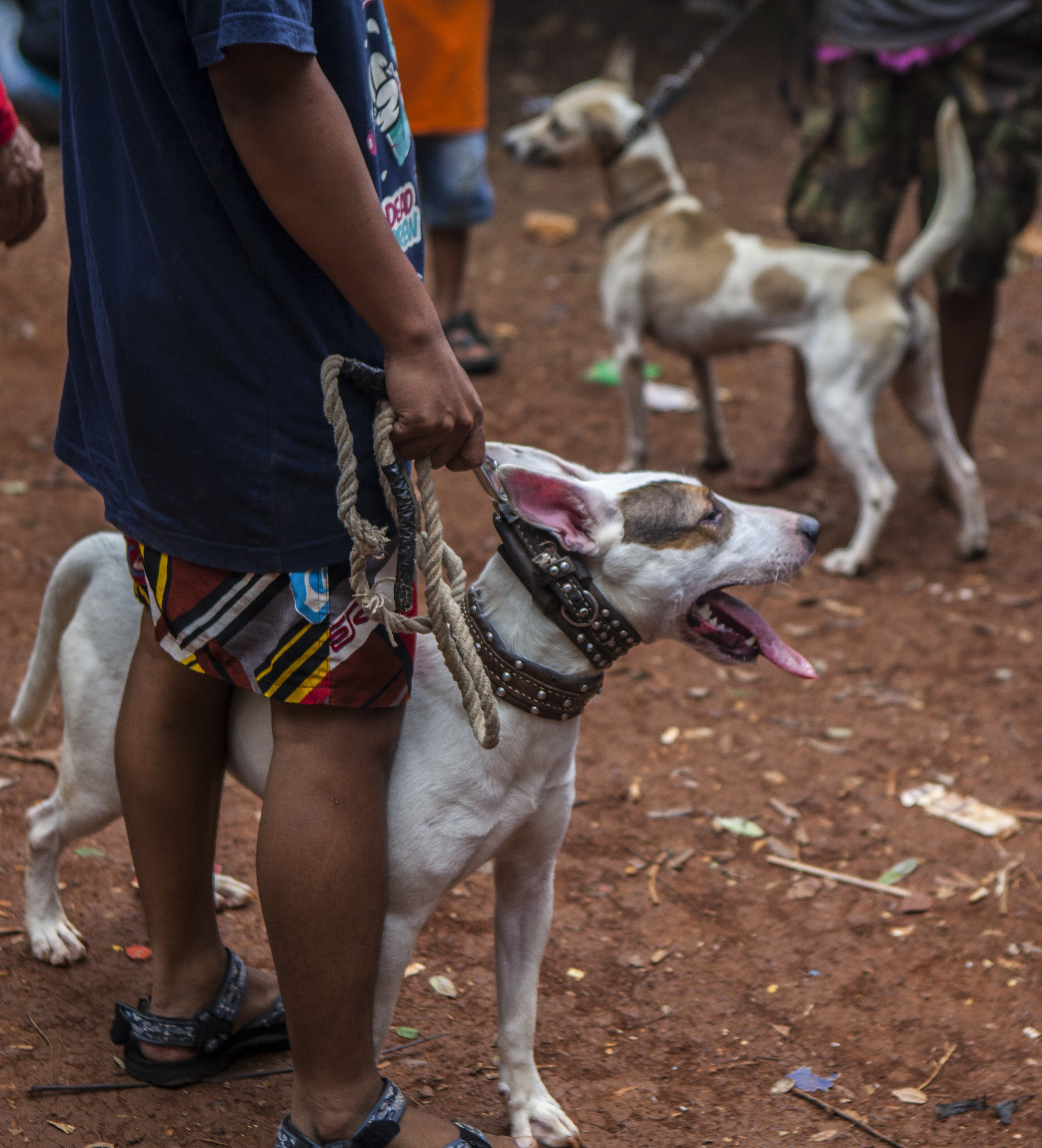 Villagers in West Java defend pitting dogs against boars in crude arenas as training for hunts and part of community tradition. Our correspondent witnesses disturbing scenes and talks to dog breeders who’ve quit the sport