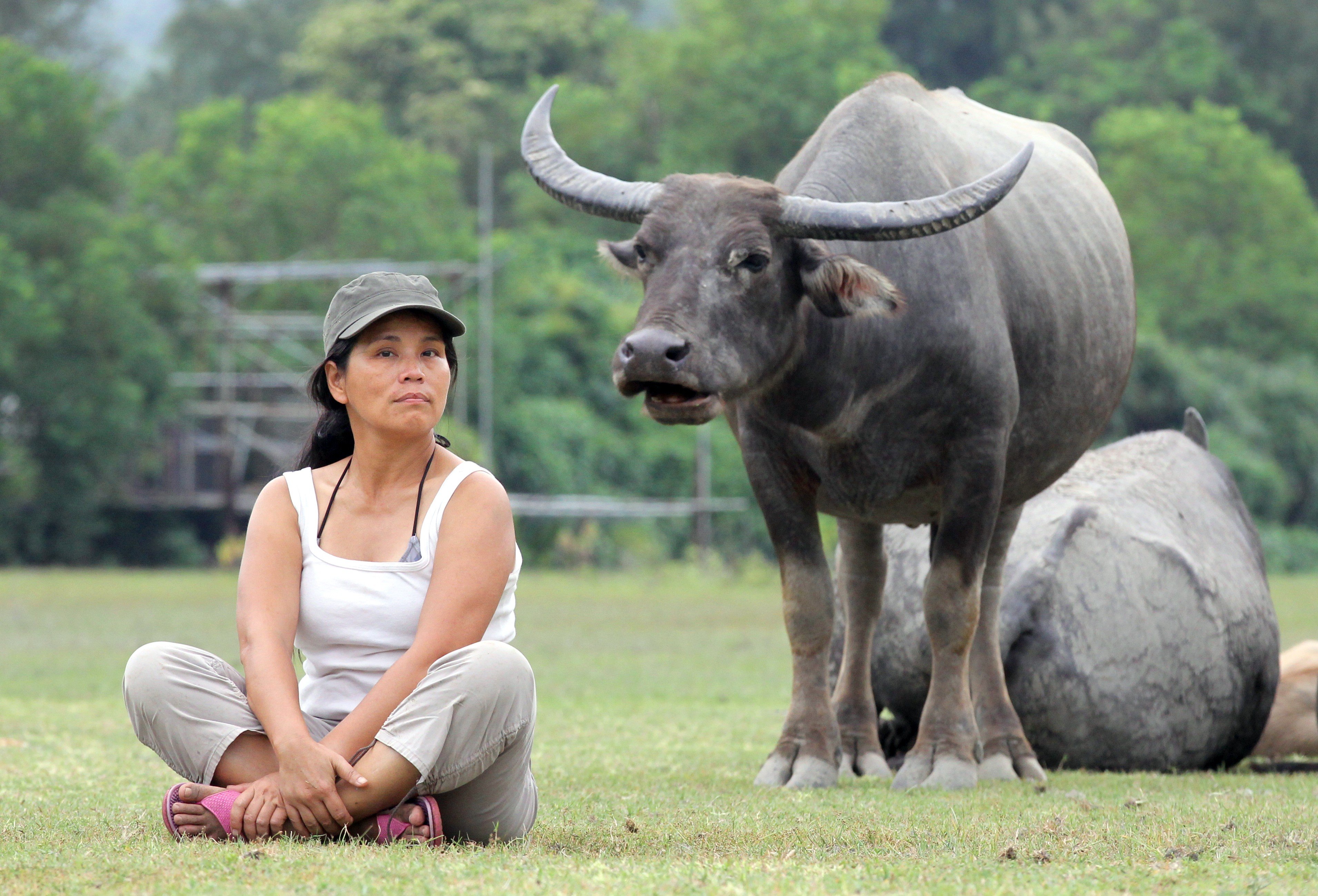 Wild brown cattle and water buffaloes continue to stray into urban areas despite government efforts to keep them out